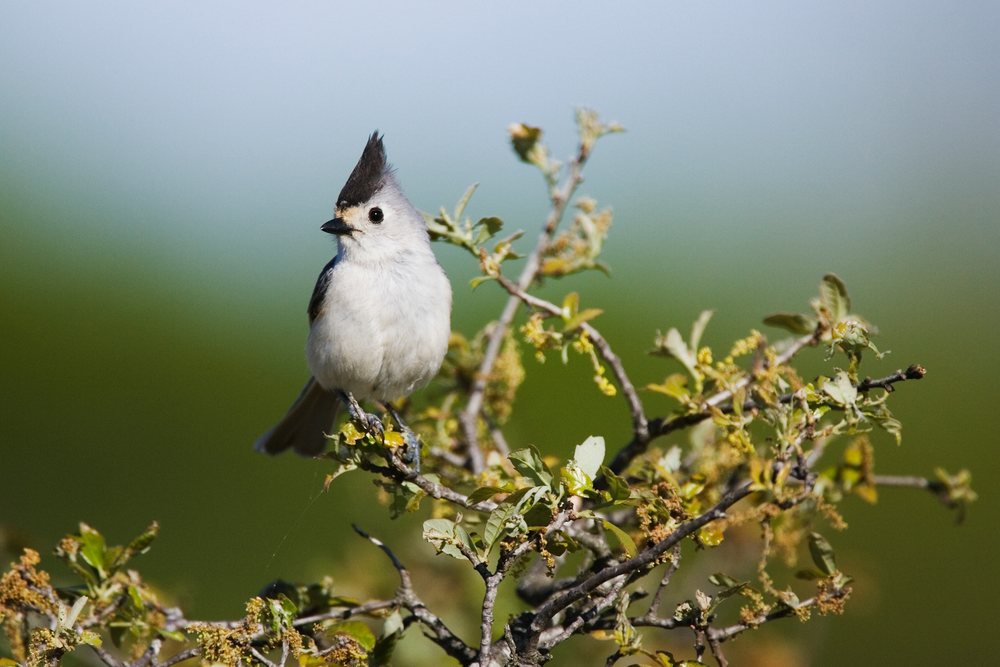 Tufted titmouse perched on leafy branch in Texas wildlife