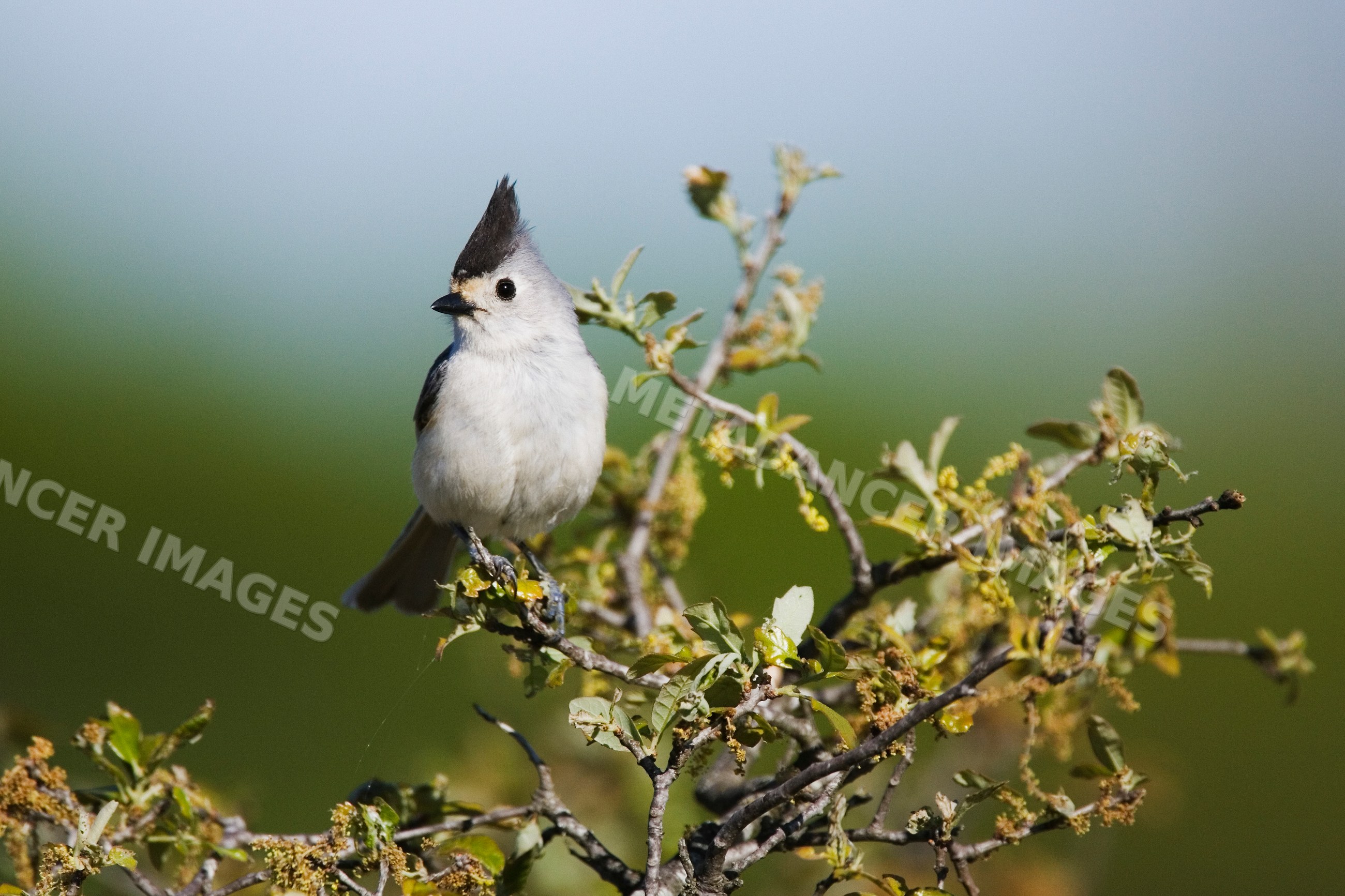 Tufted titmouse perched on leafy branch in Texas wildlife