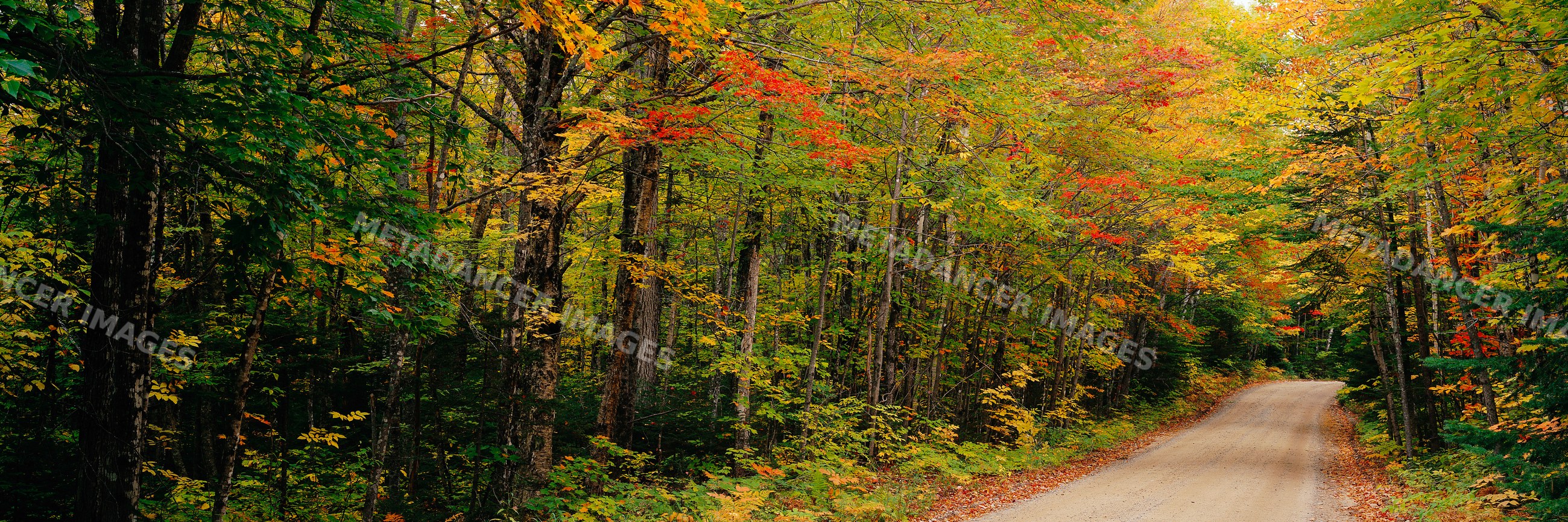 Forest path winding through colorful autumn foliage