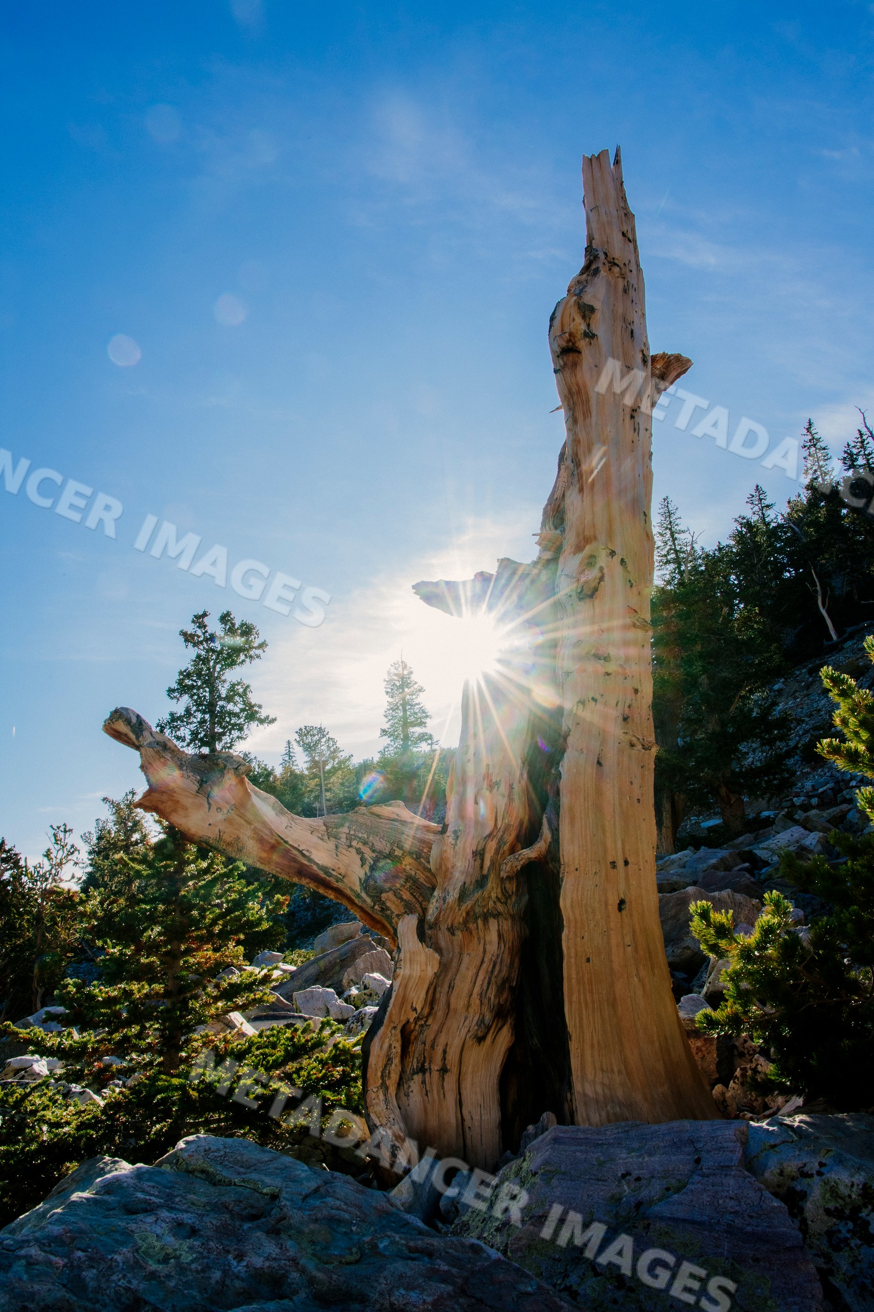 Dead tree trunk with sunlight in rocky mountain forest