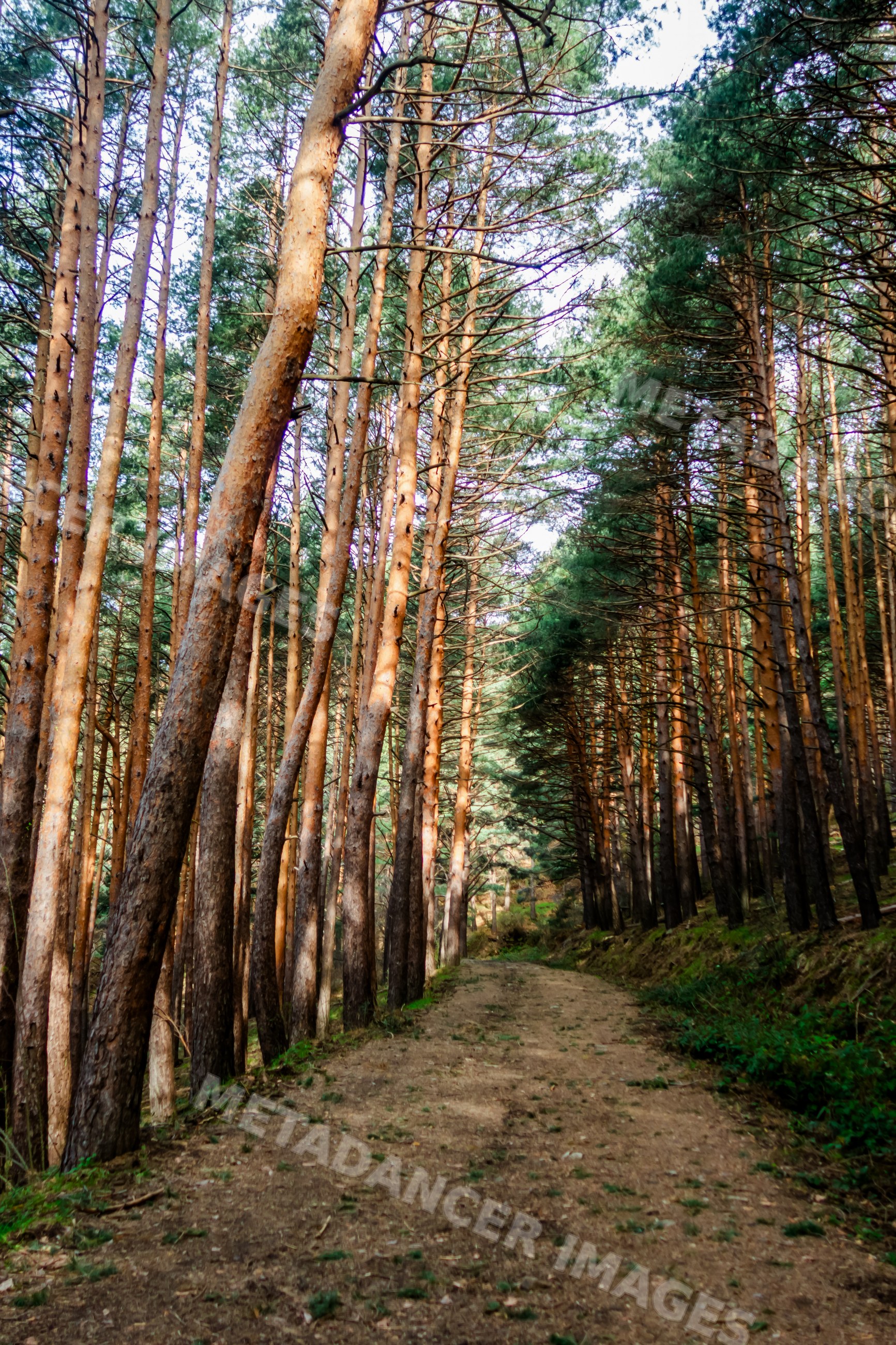 Forest trail with tall pine trees