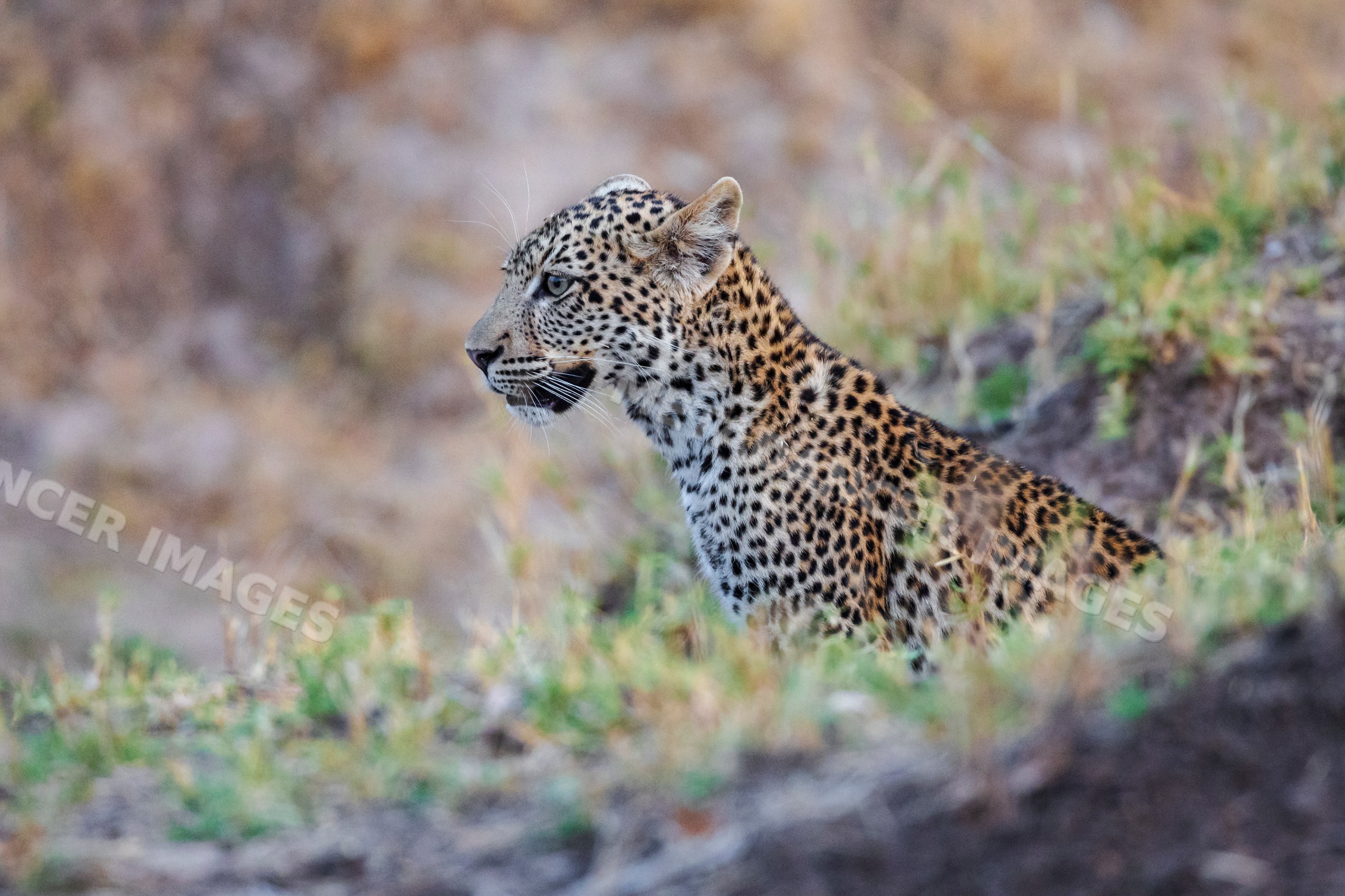Female Leopard sitting in grassy natural habitat of South Luangwa
