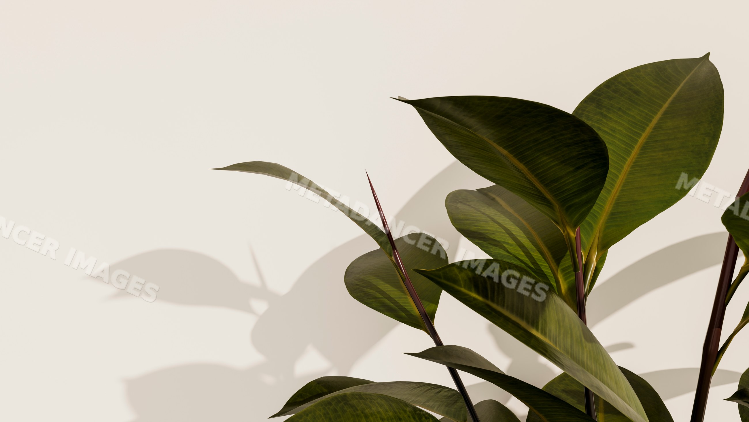 Tropical houseplant with green leaves casting shadows