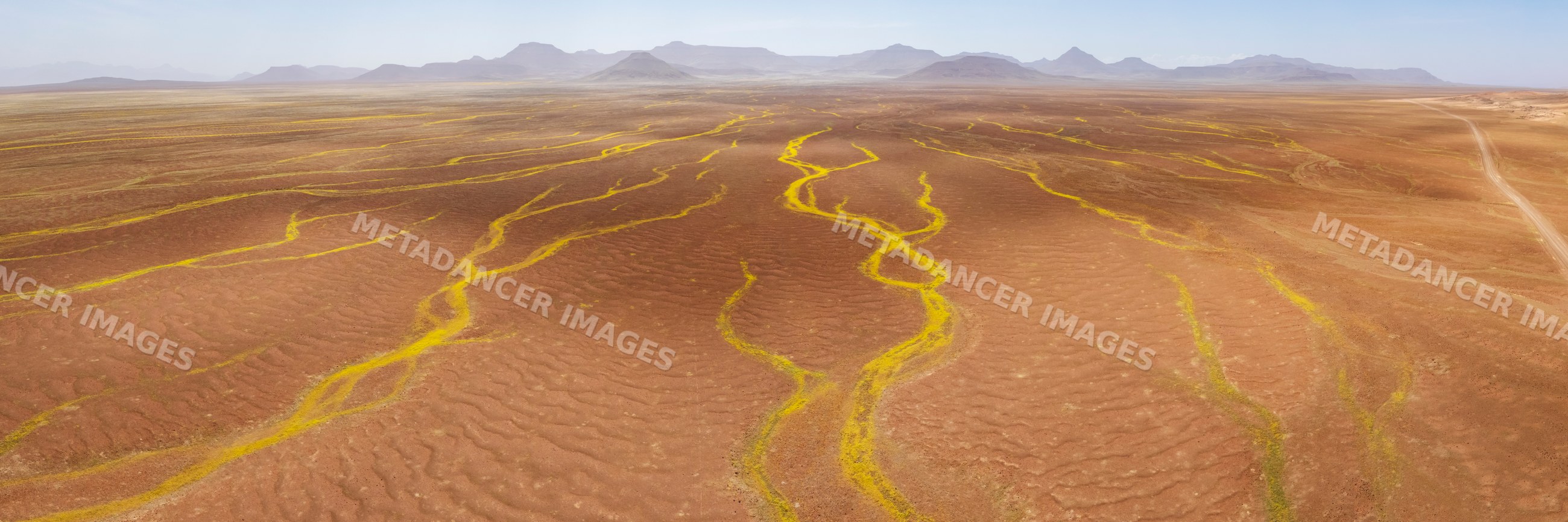 Rivers of devil's thorn dry riverbeds in Namibia desert landscape