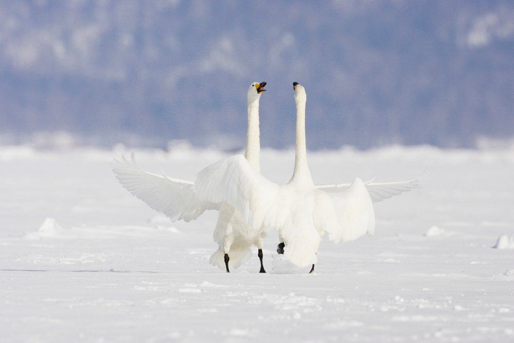 Two whooper swans displaying on snowy ground, Japan