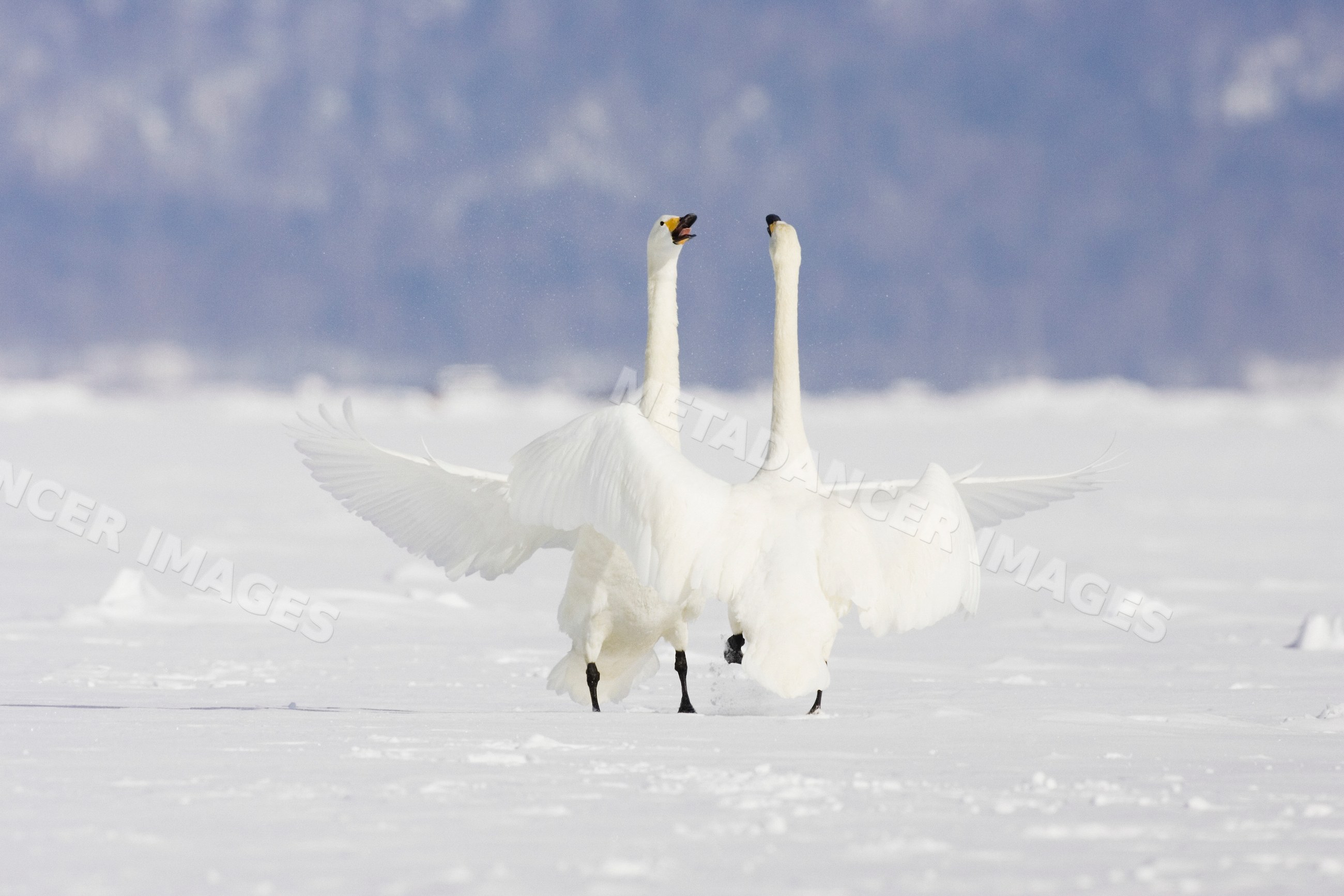 Two whooper swans displaying on snowy ground, Japan