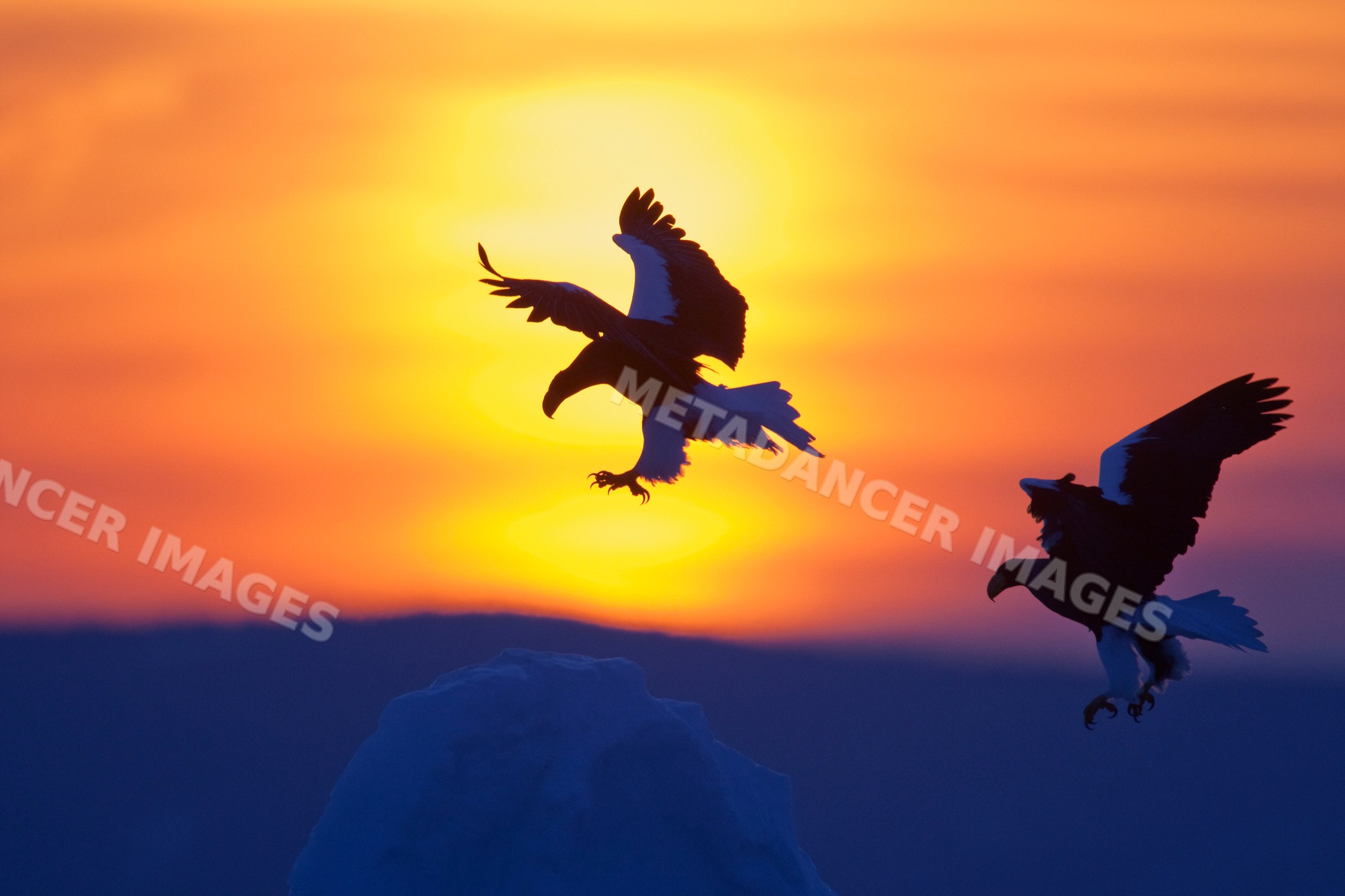 Two eagles flying silhouetted against a sunset sky with mountain