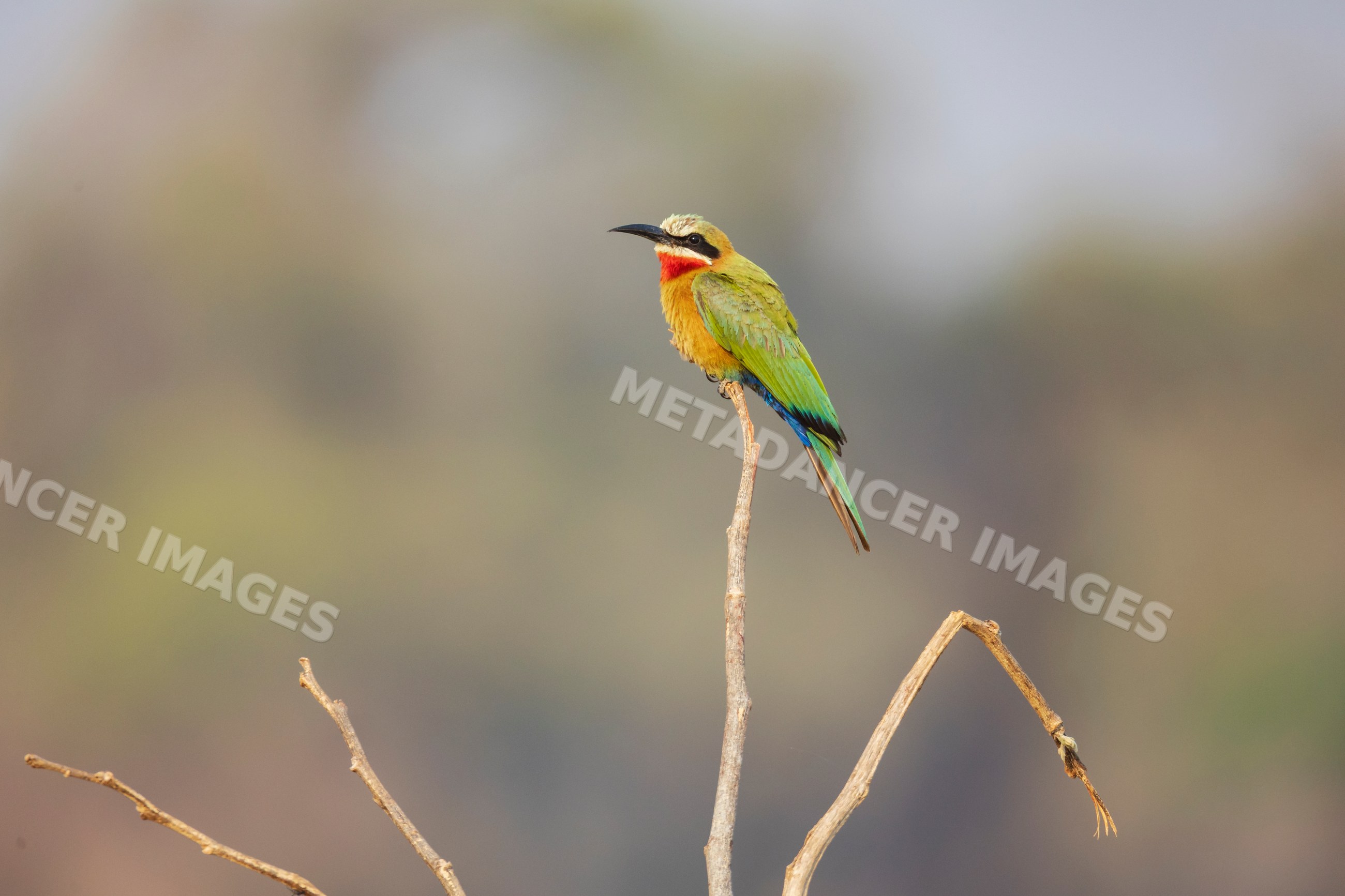 White-Fronted Bee-Eater perched in a park