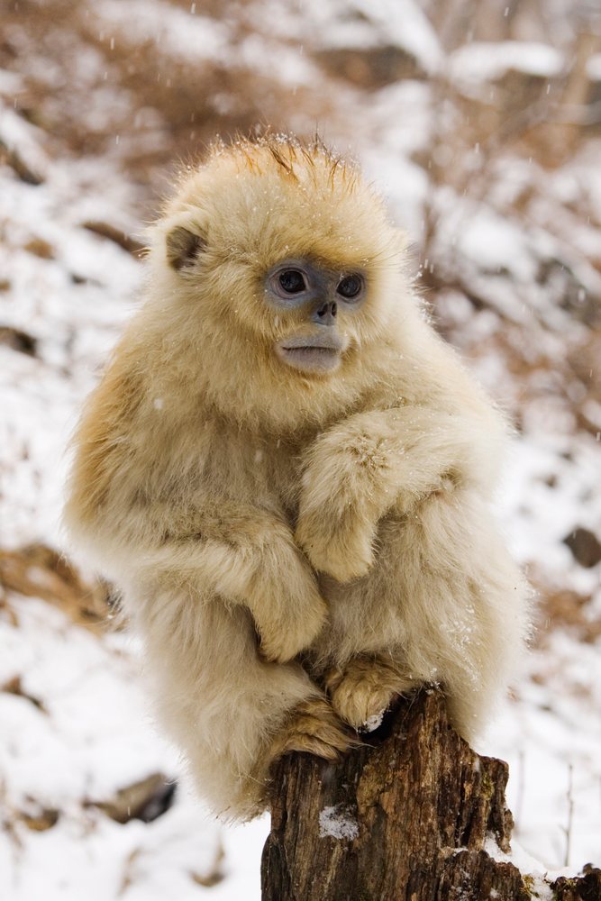 Young golden monkey sitting on tree stump in snowy qinling mountains