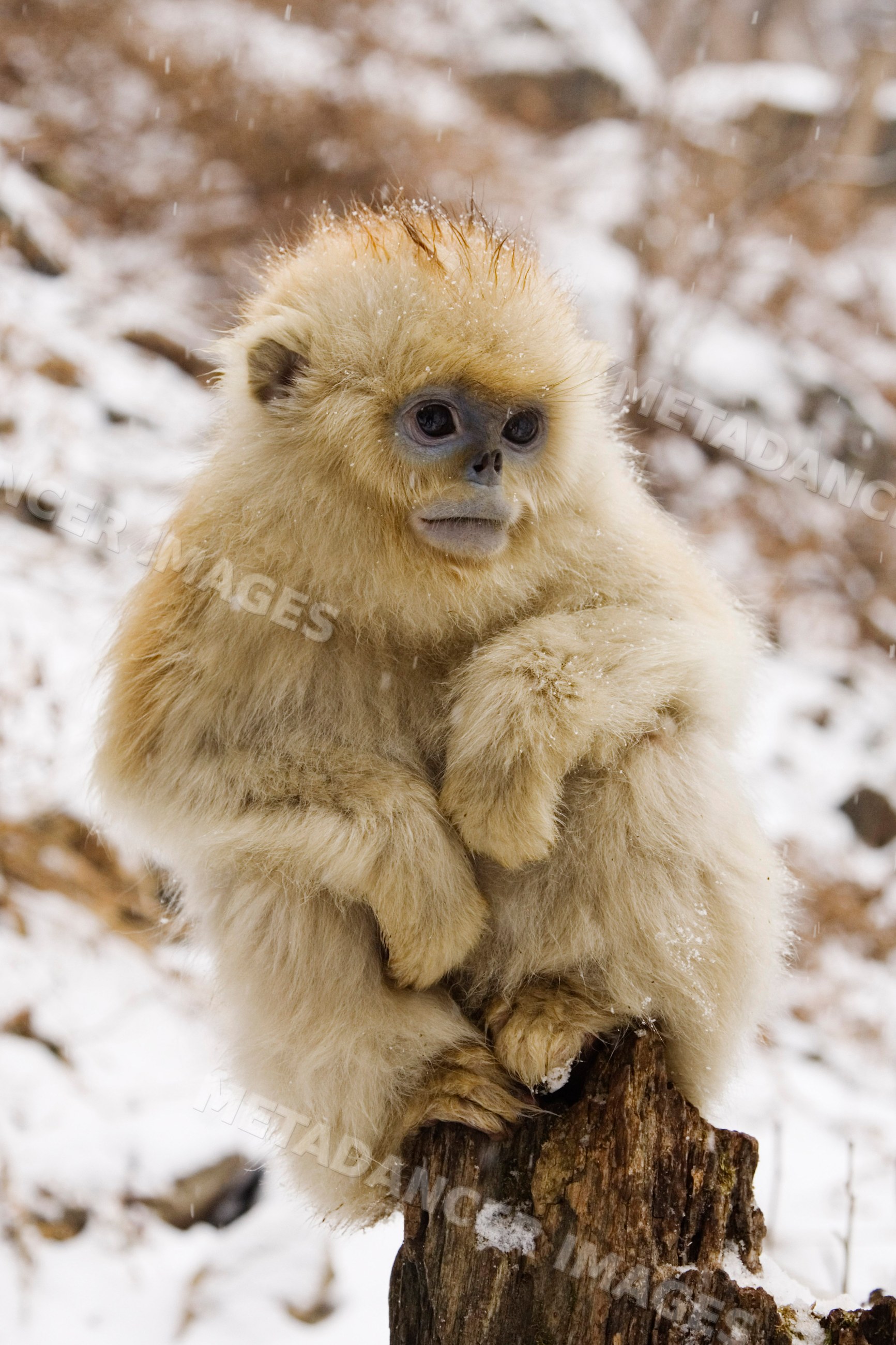 Young golden monkey sitting on tree stump in snowy qinling mountains