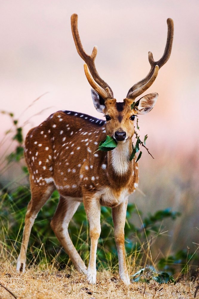 Male spotted deer with antlers standing in natural grassland habitat