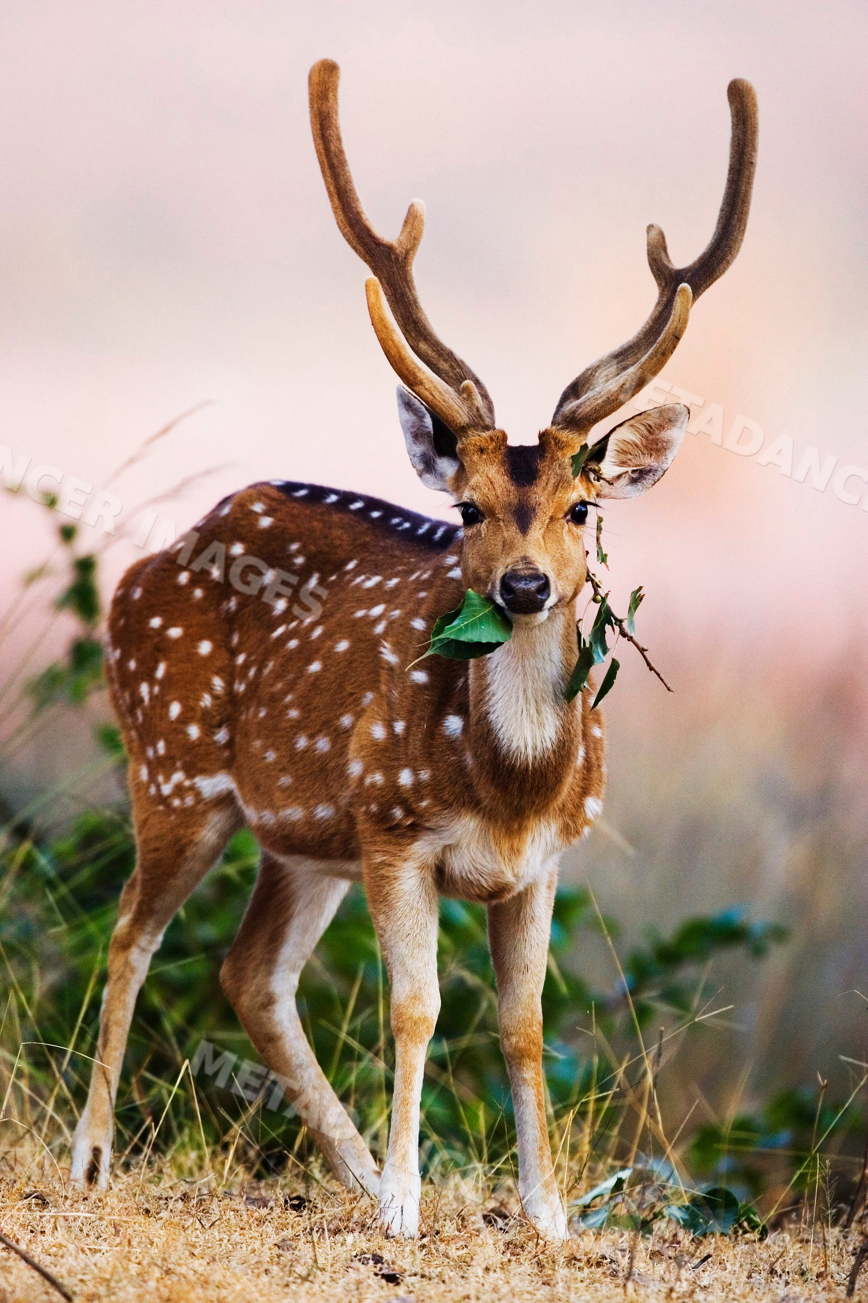Male spotted deer with antlers standing in natural grassland habitat