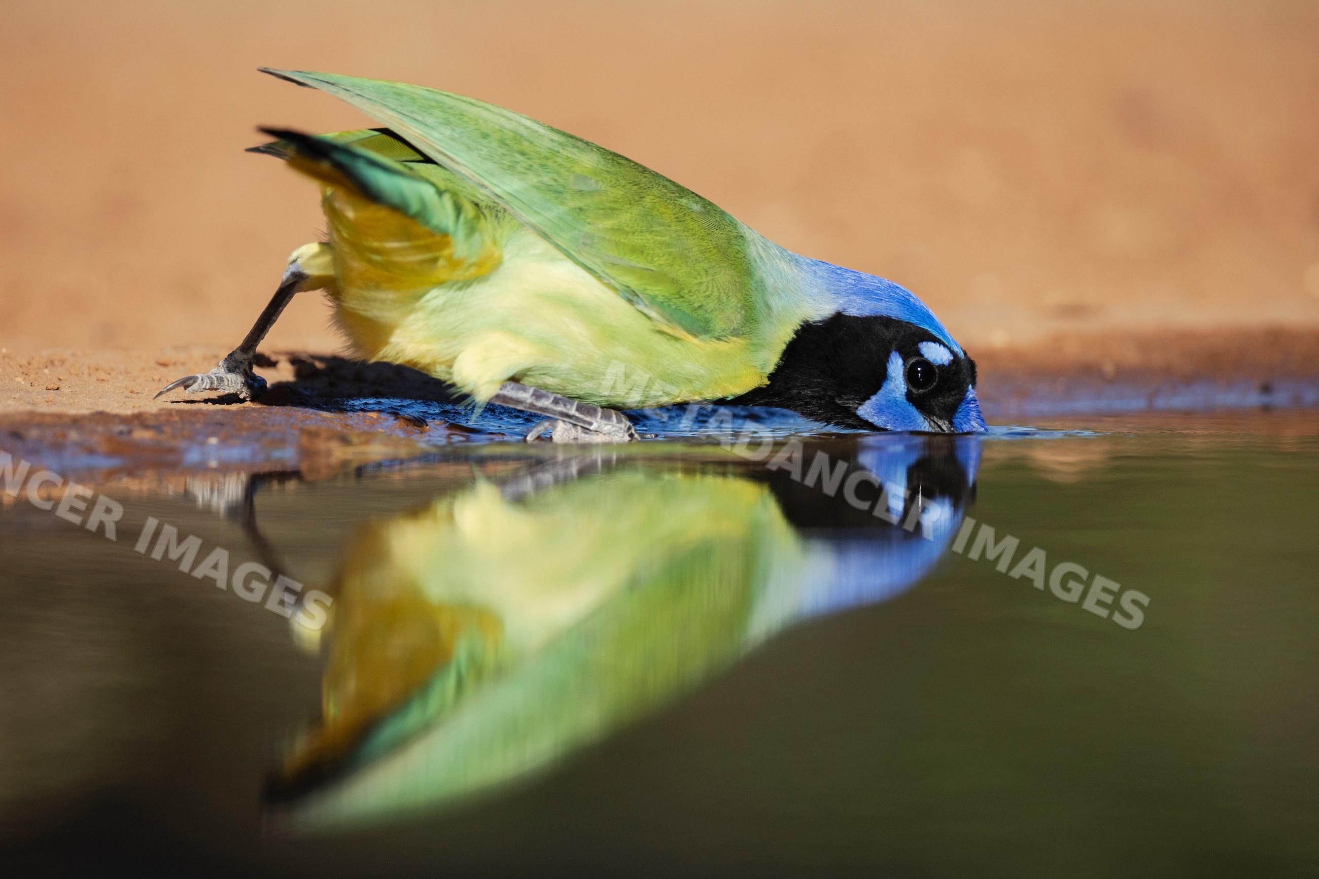Green jay drinking water at Waterhole on Ranch in Texas USA