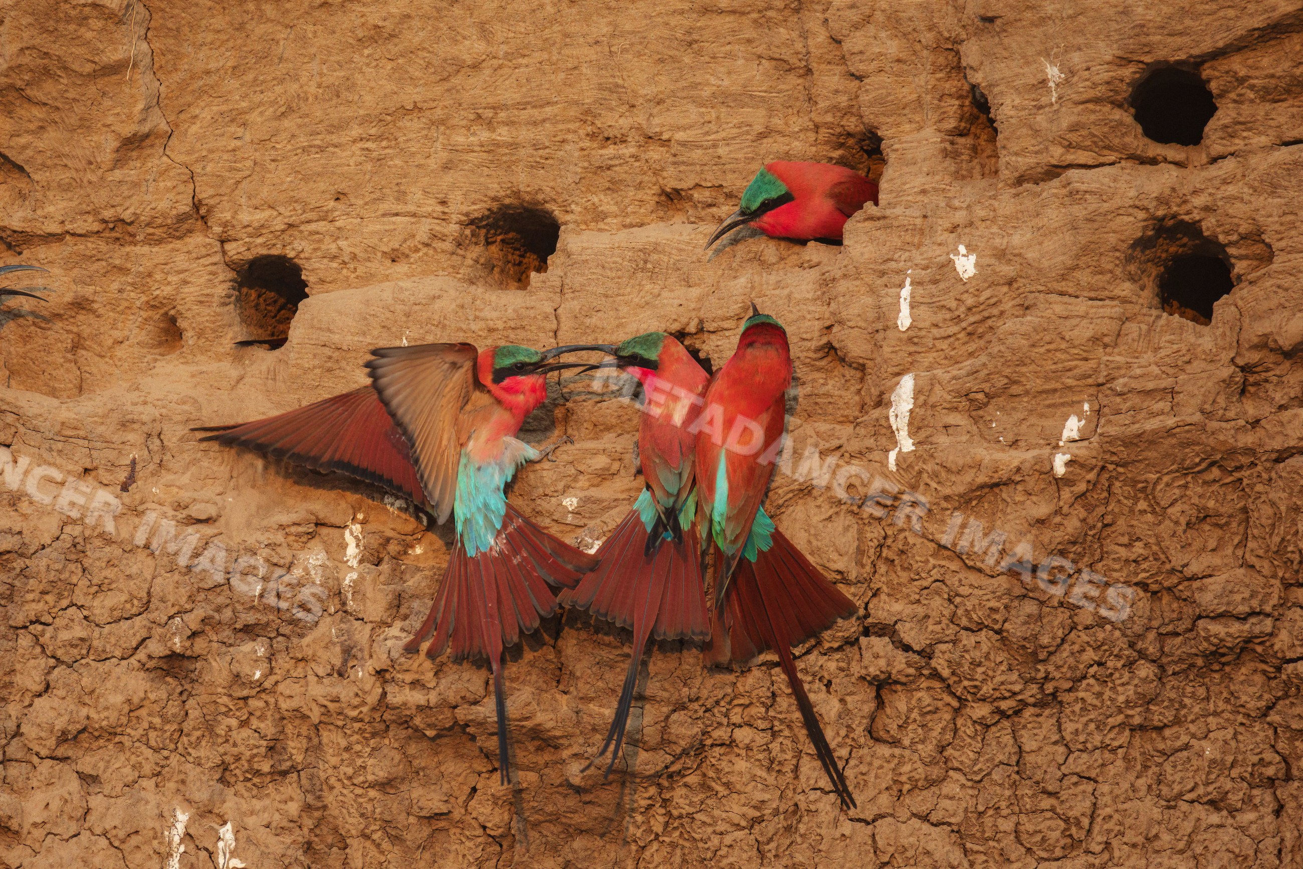 Carmine bee-eaters at their nesting colony in a park