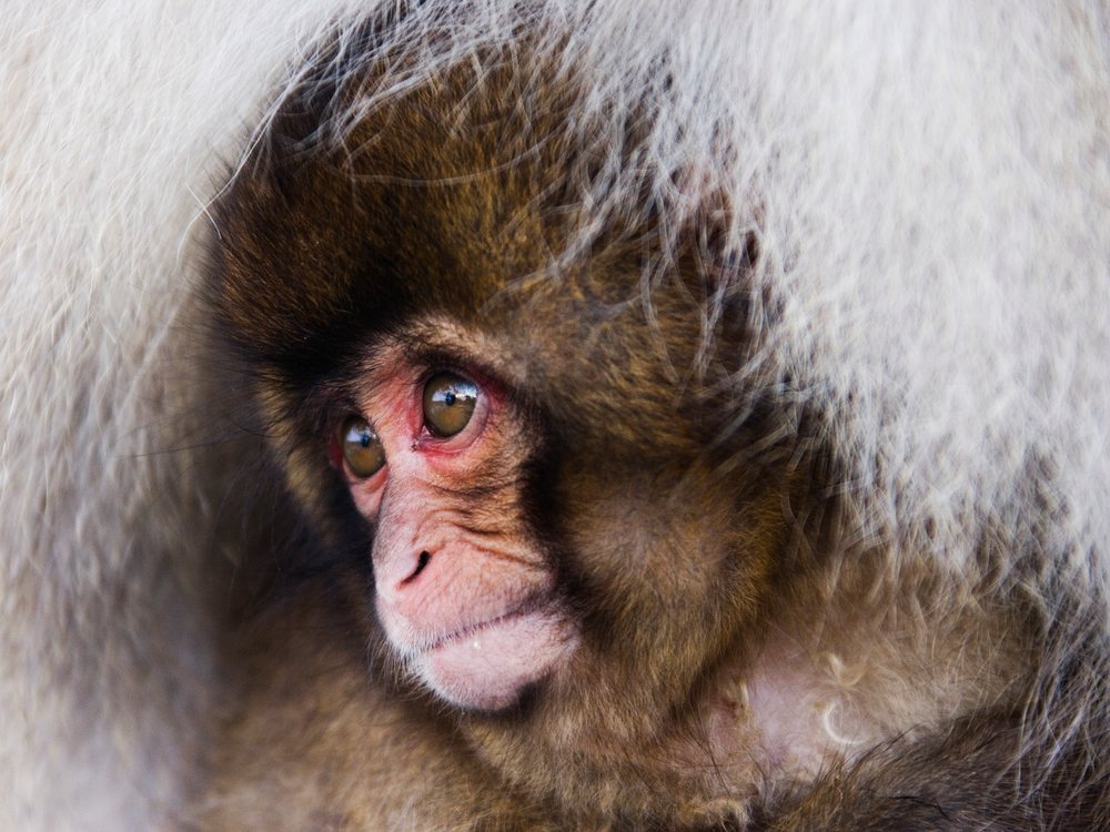 Baby Japanese macaque resting with mother in winter Japan