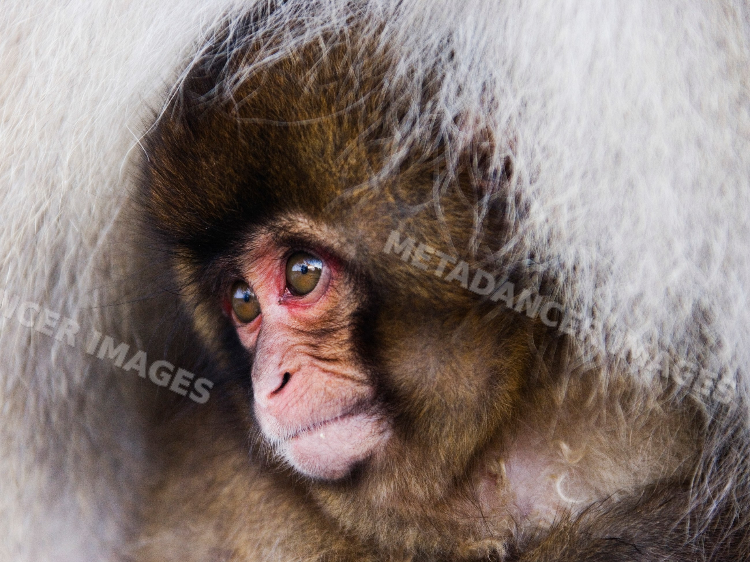 Baby Japanese macaque resting with mother in winter Japan