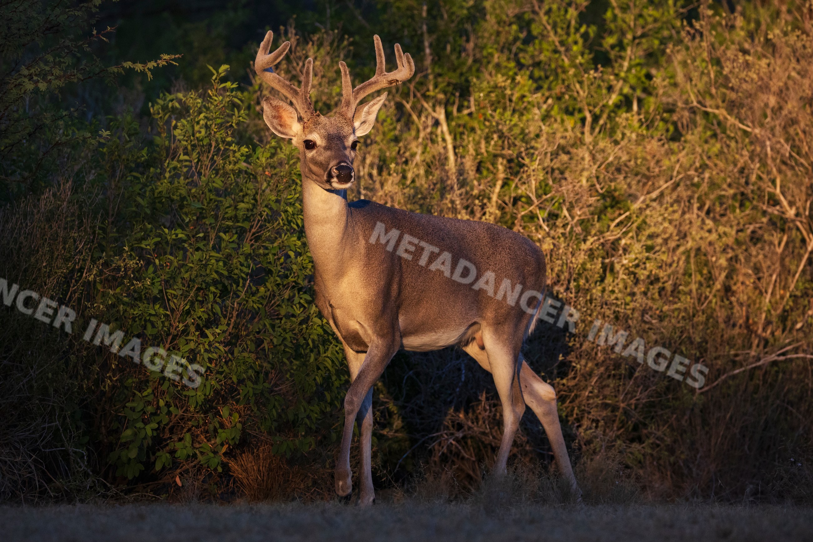 Buck with antlers standing alert near shrubbery in Texas Ranch