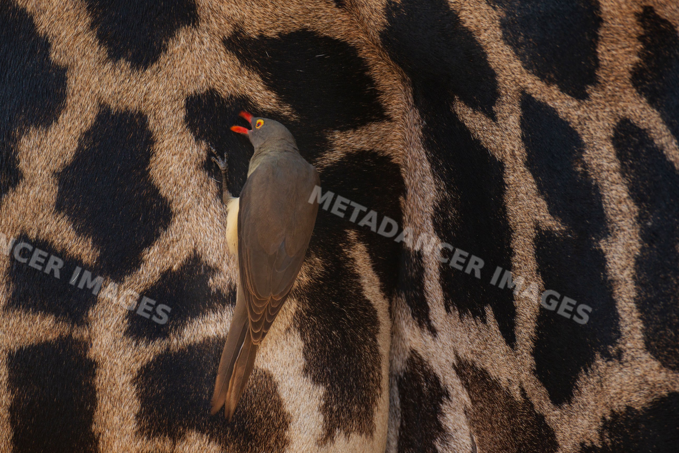 Red-billed oxpecker grooming a Giraffe's hide in a park
