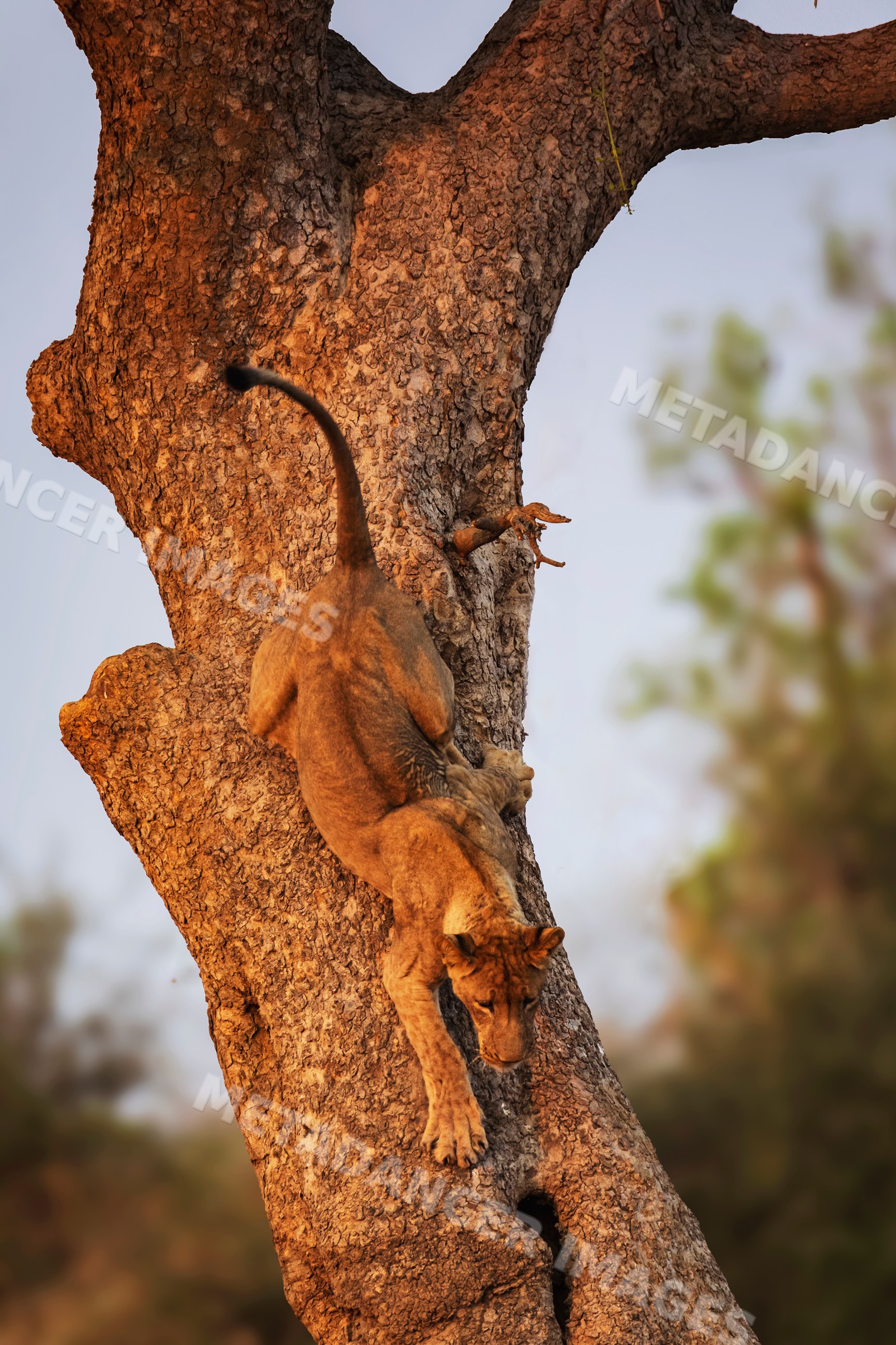 Juvenile lion carefully coming down a tree in a park
