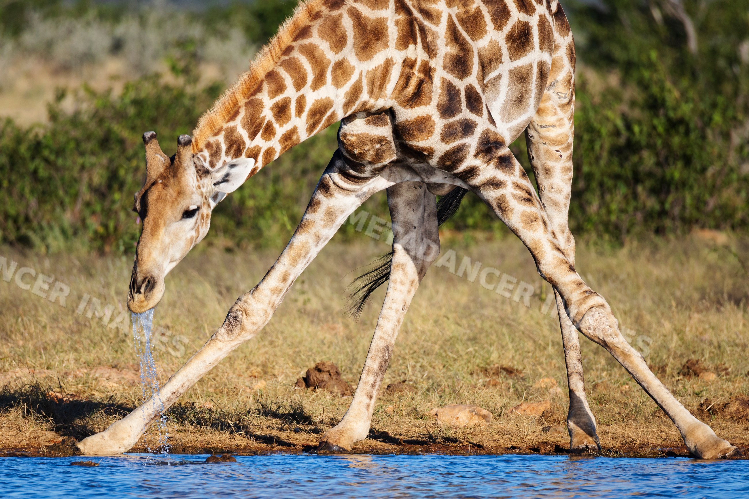 Giraffe drinking at Rateldraf Waterhole in etosha national park