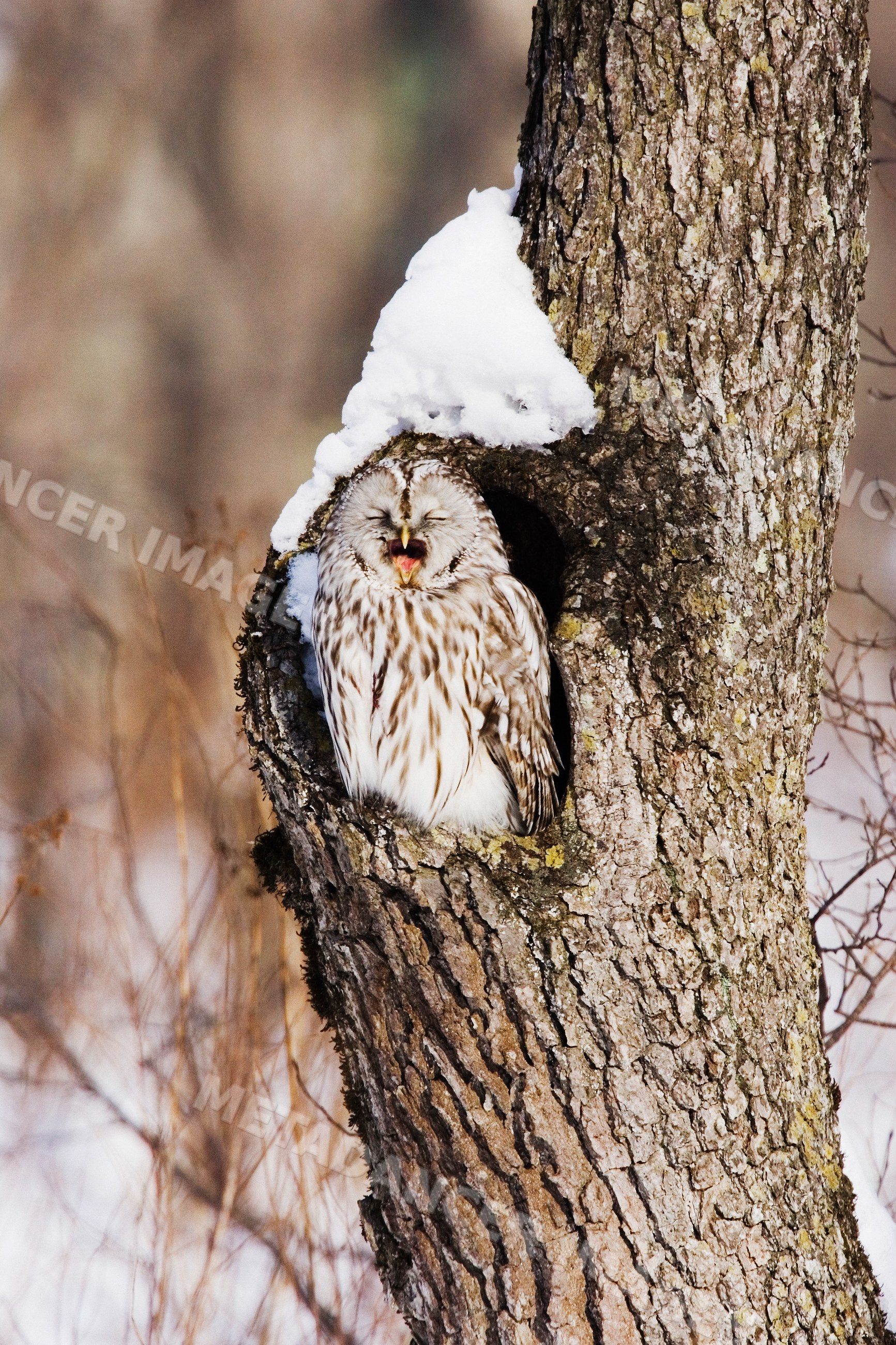 Ural owl perched in tree cavity in winter forest in Japan