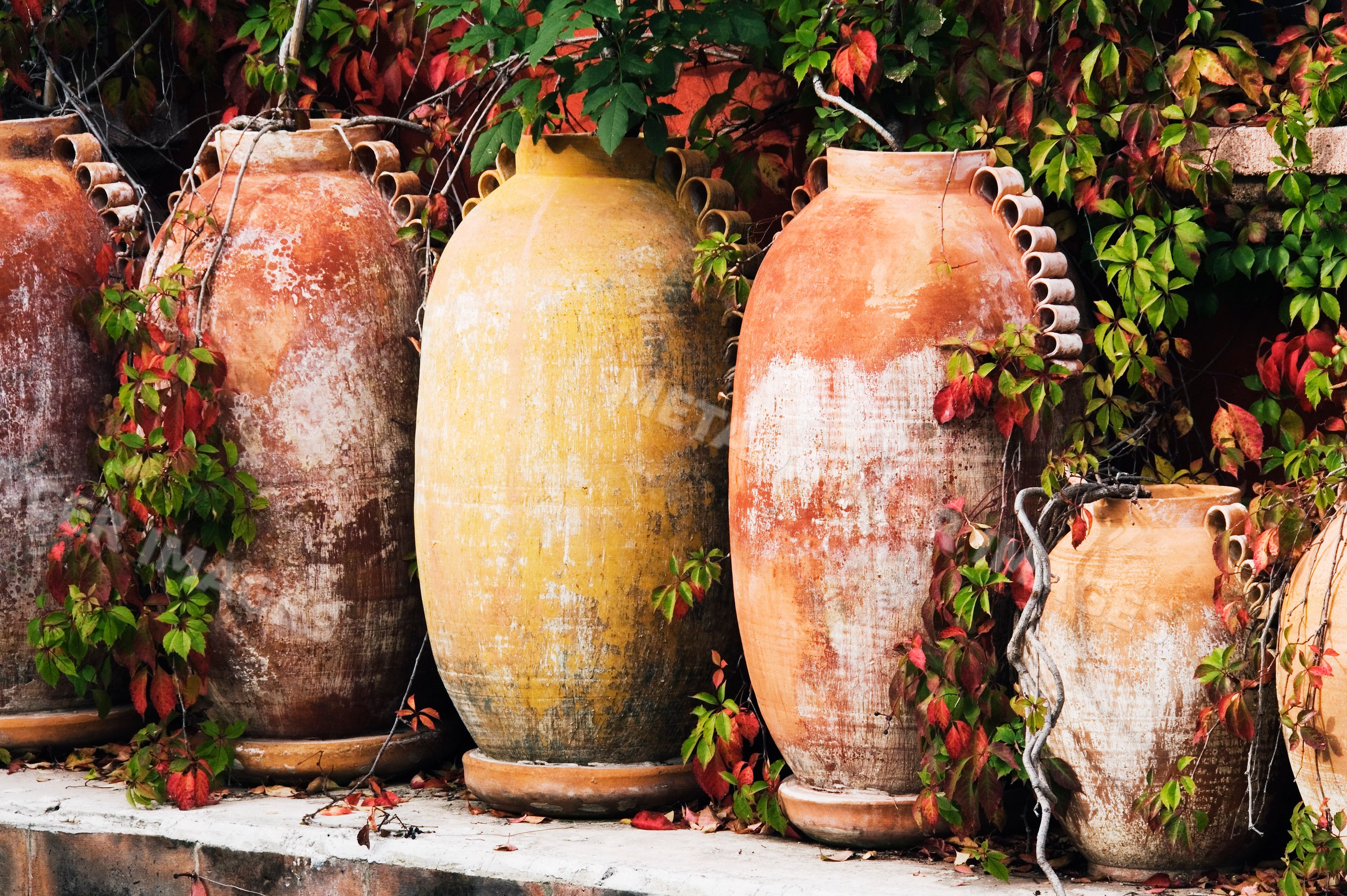 Terracotta planters with climbing ivy in rustic garden, mexico