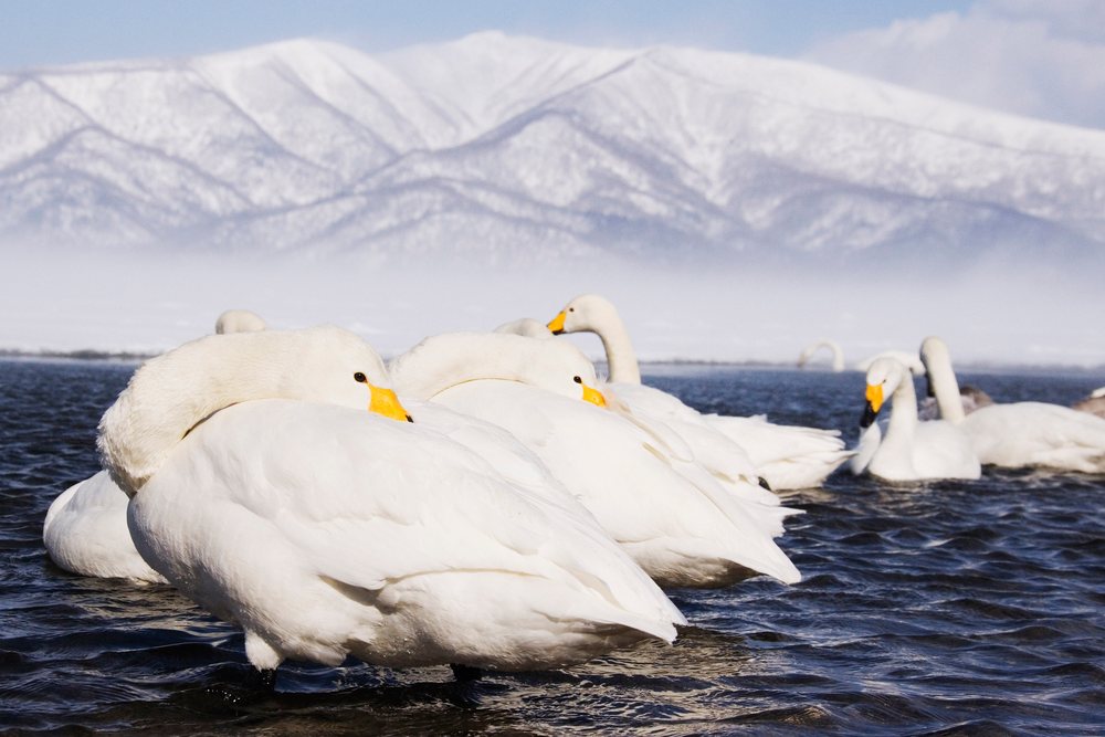 Whooper swans resting on kussharo lake with snowy mountains, japan