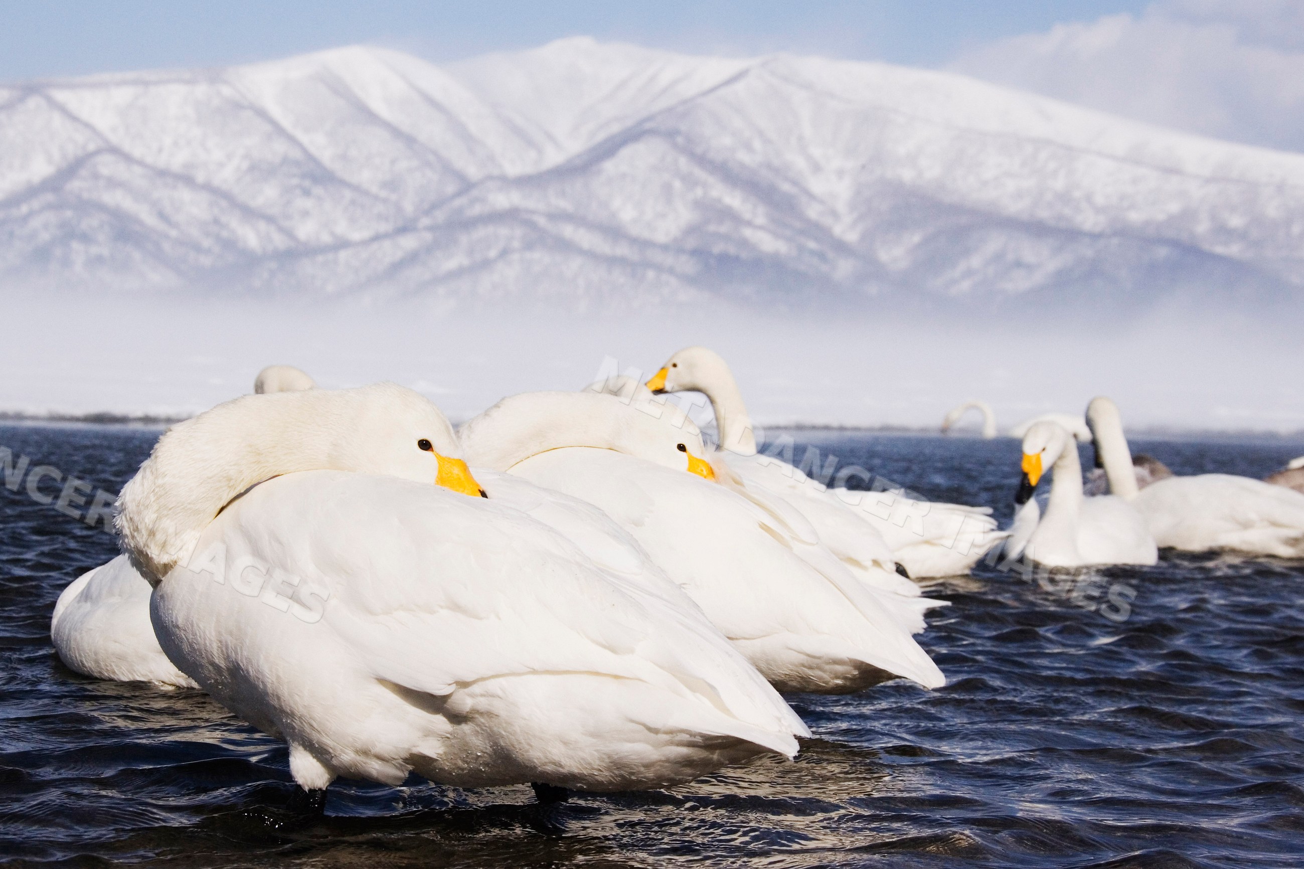 Whooper swans resting on kussharo lake with snowy mountains, japan