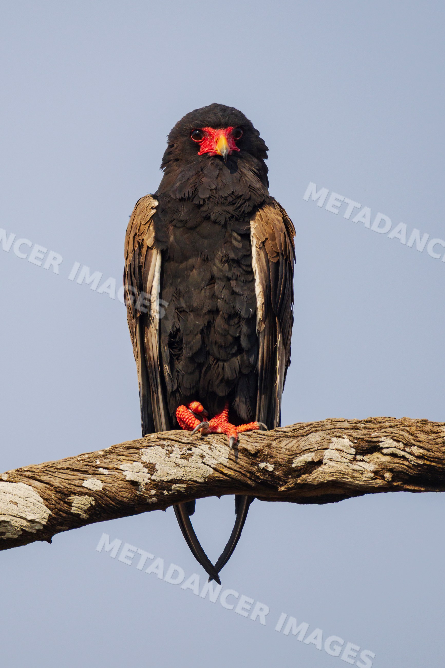 Bataleur bird perched on tree branch in a park