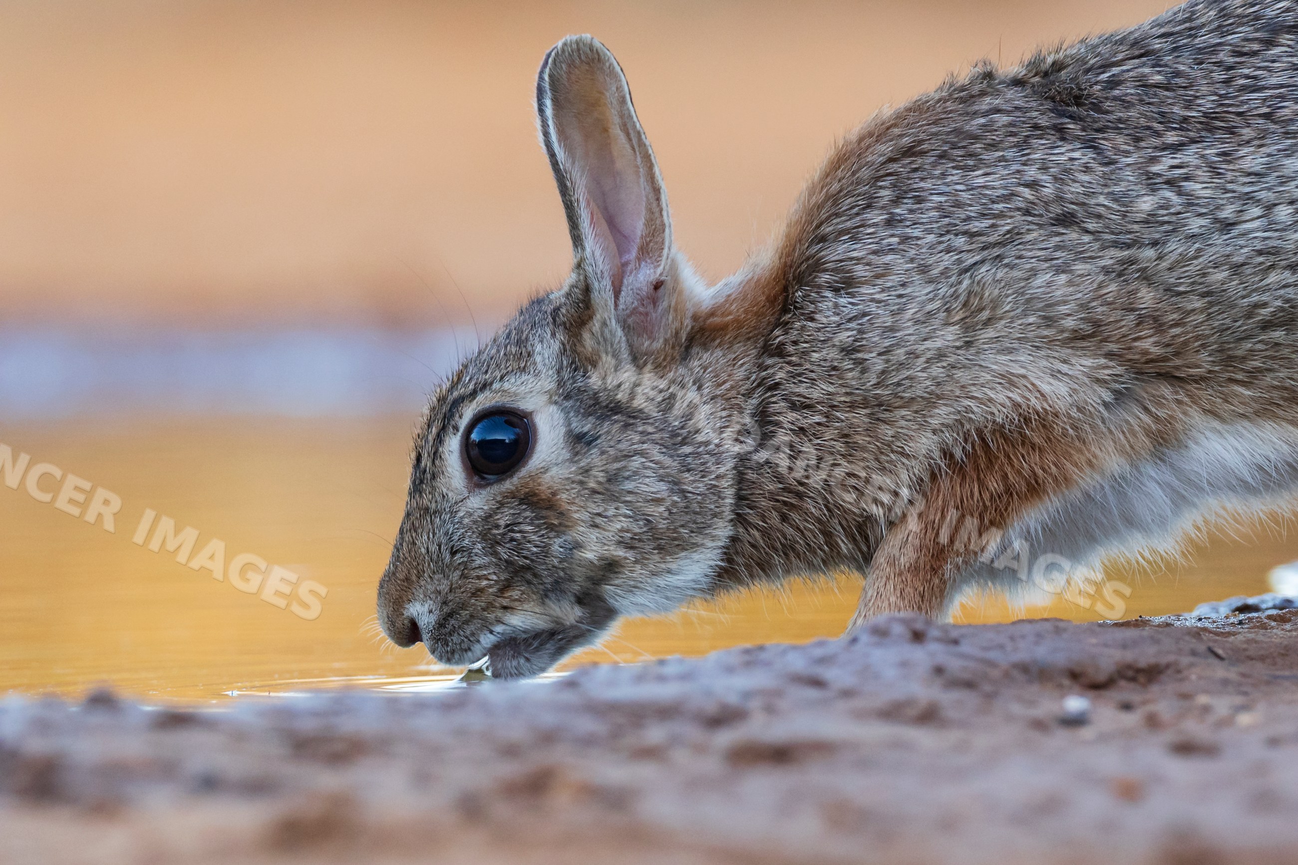 Cottontail rabbit drinking at a waterhole in texas