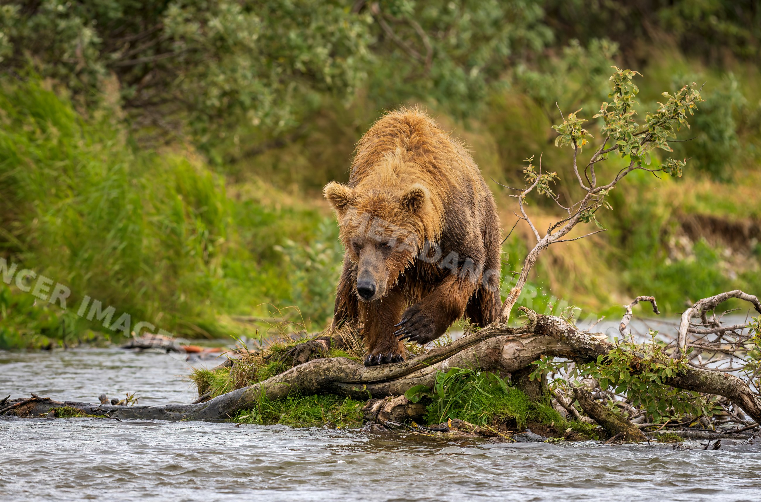 Alaskan Brown bear walking on riverbank over fallen tree in natural forest