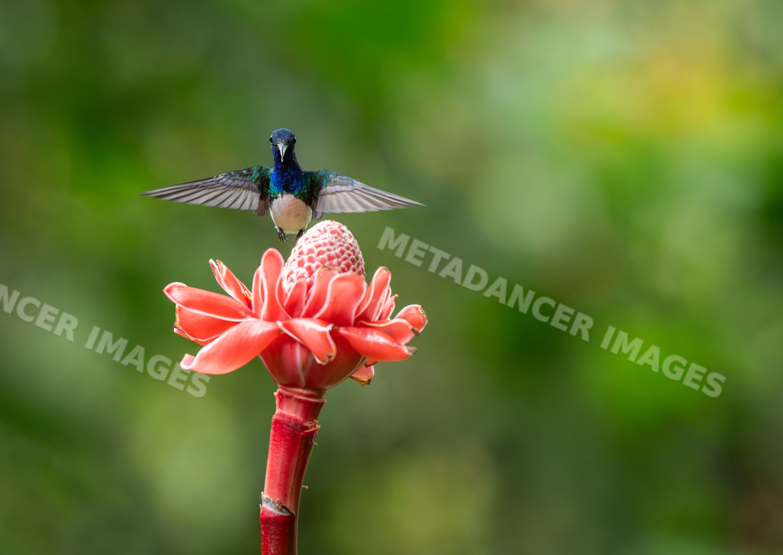 Hummingbird flying near red tropical flower in natural environment