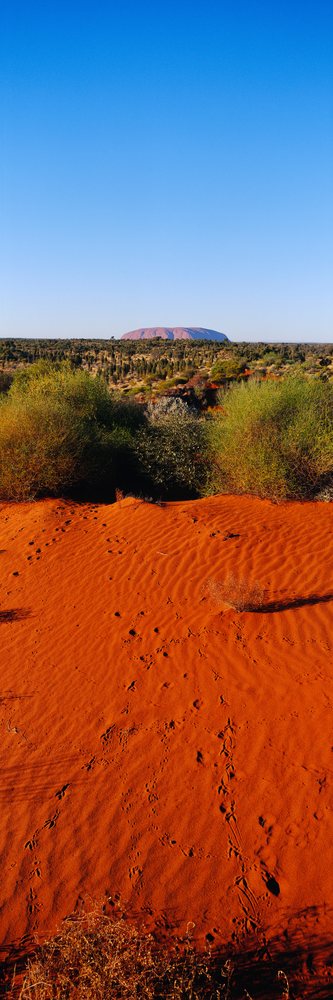 Ayers rock seen from red sand dune with desert vegetation