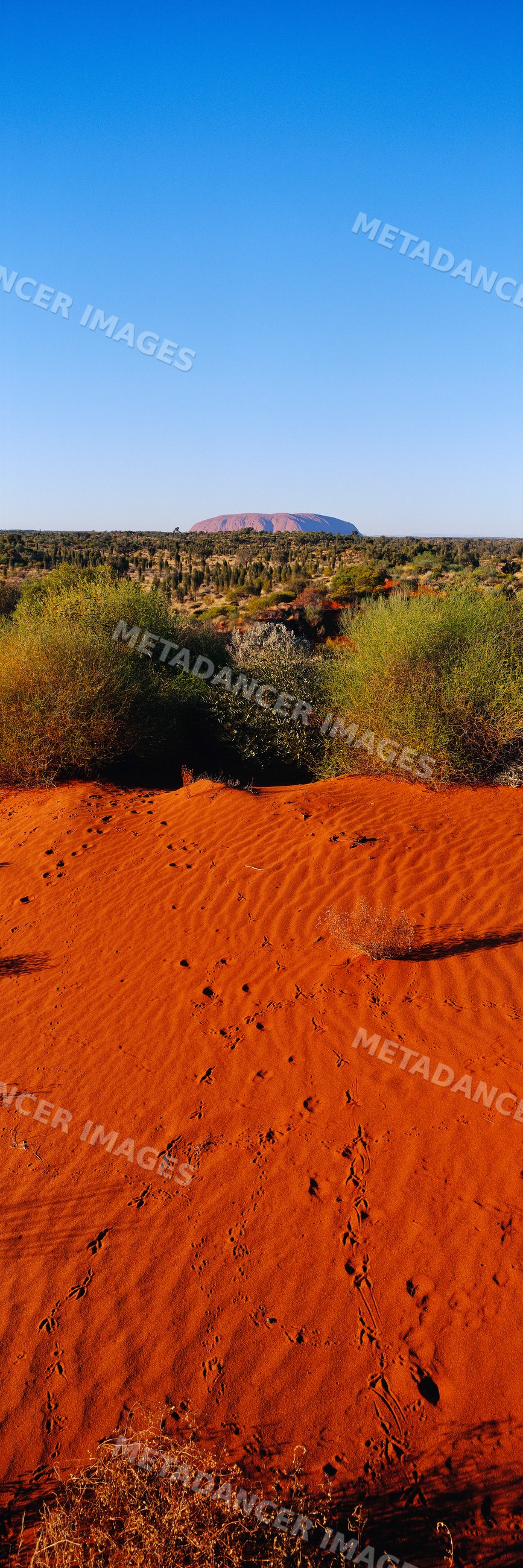 Ayers rock seen from red sand dune with desert vegetation