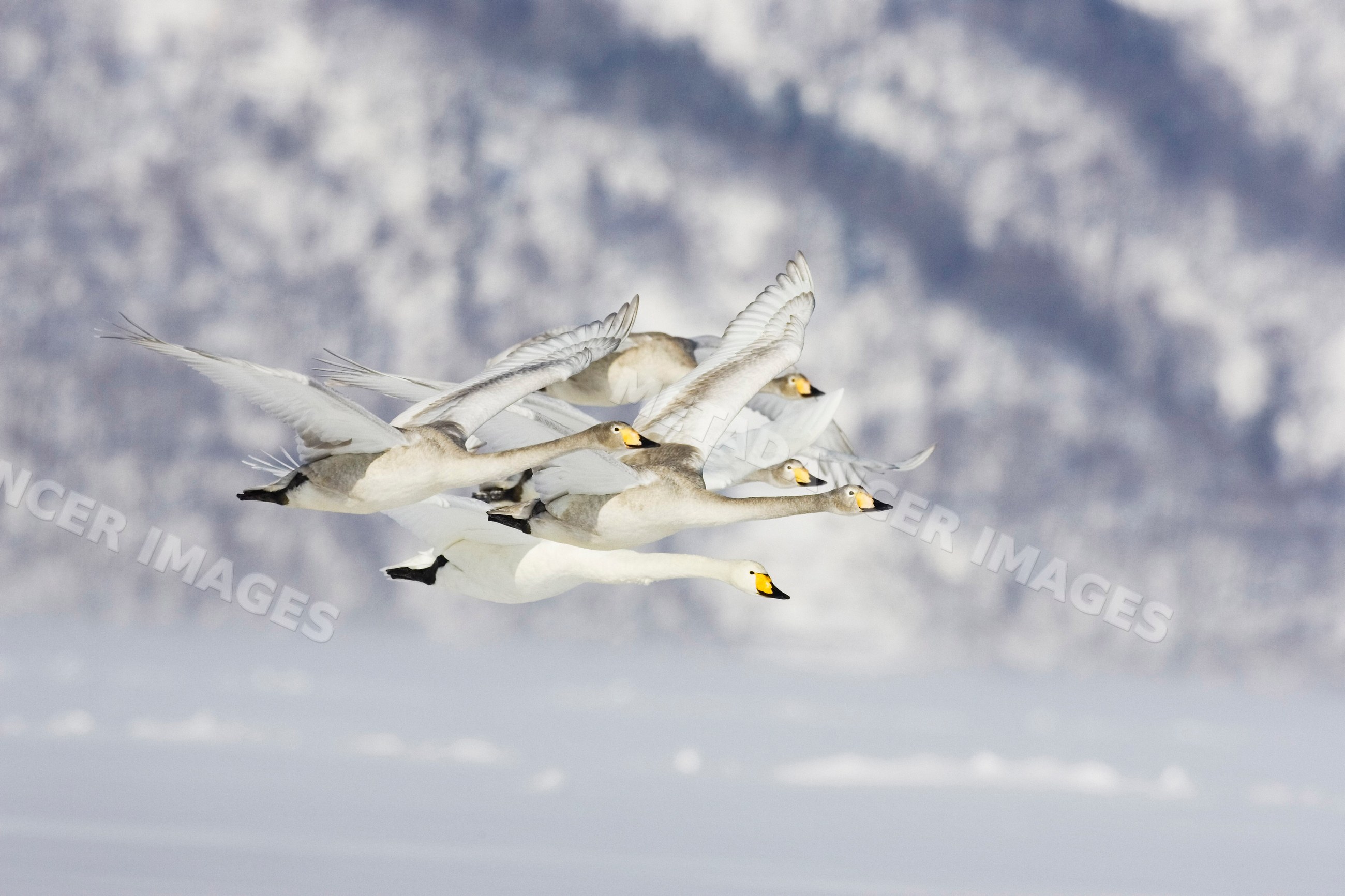Whooper swans flying over frozen lake japan