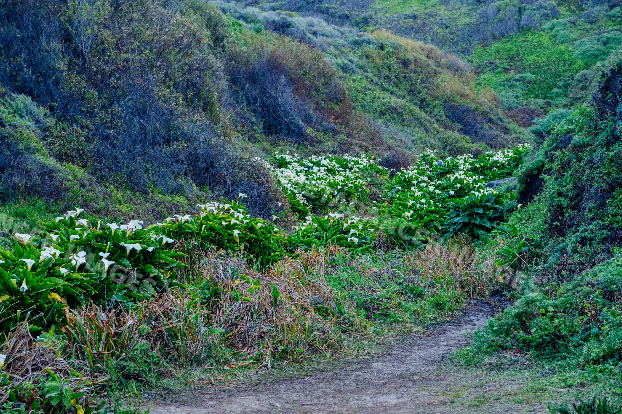 Calla lilies blooming along hillside trail