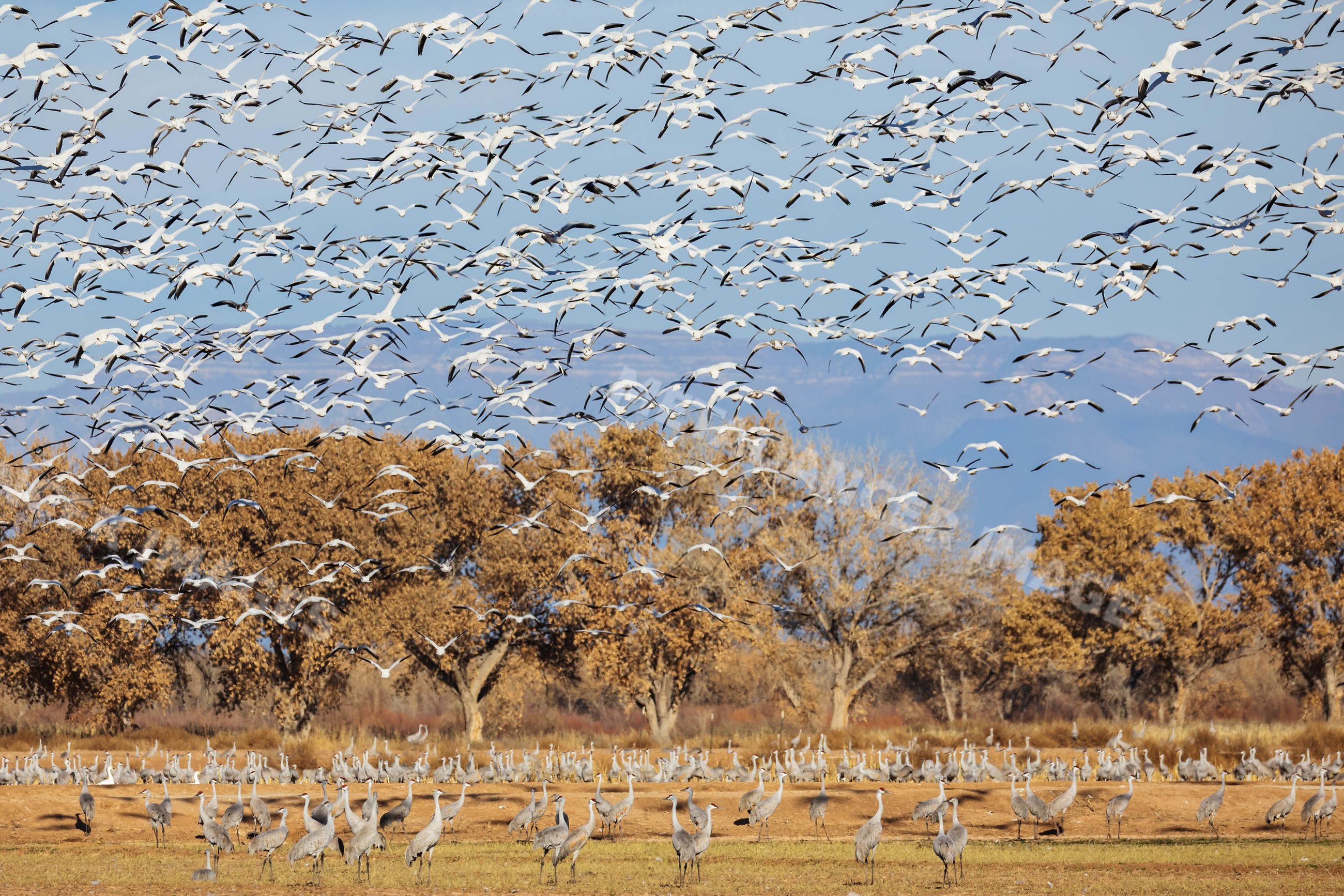 Snow geese flying above sandhill cranes