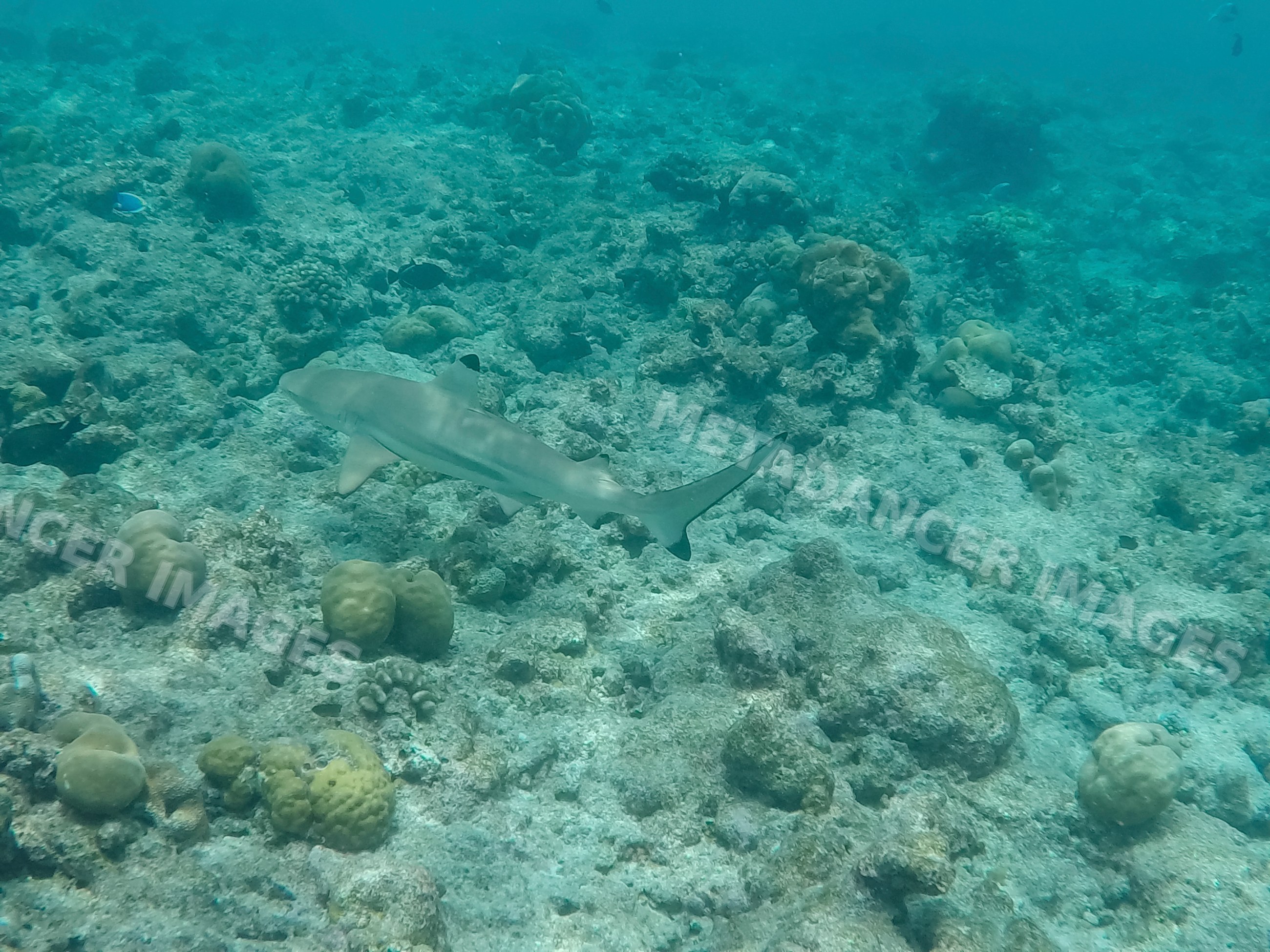 A shark swimming over coral reef in the clear waters of the Maldives