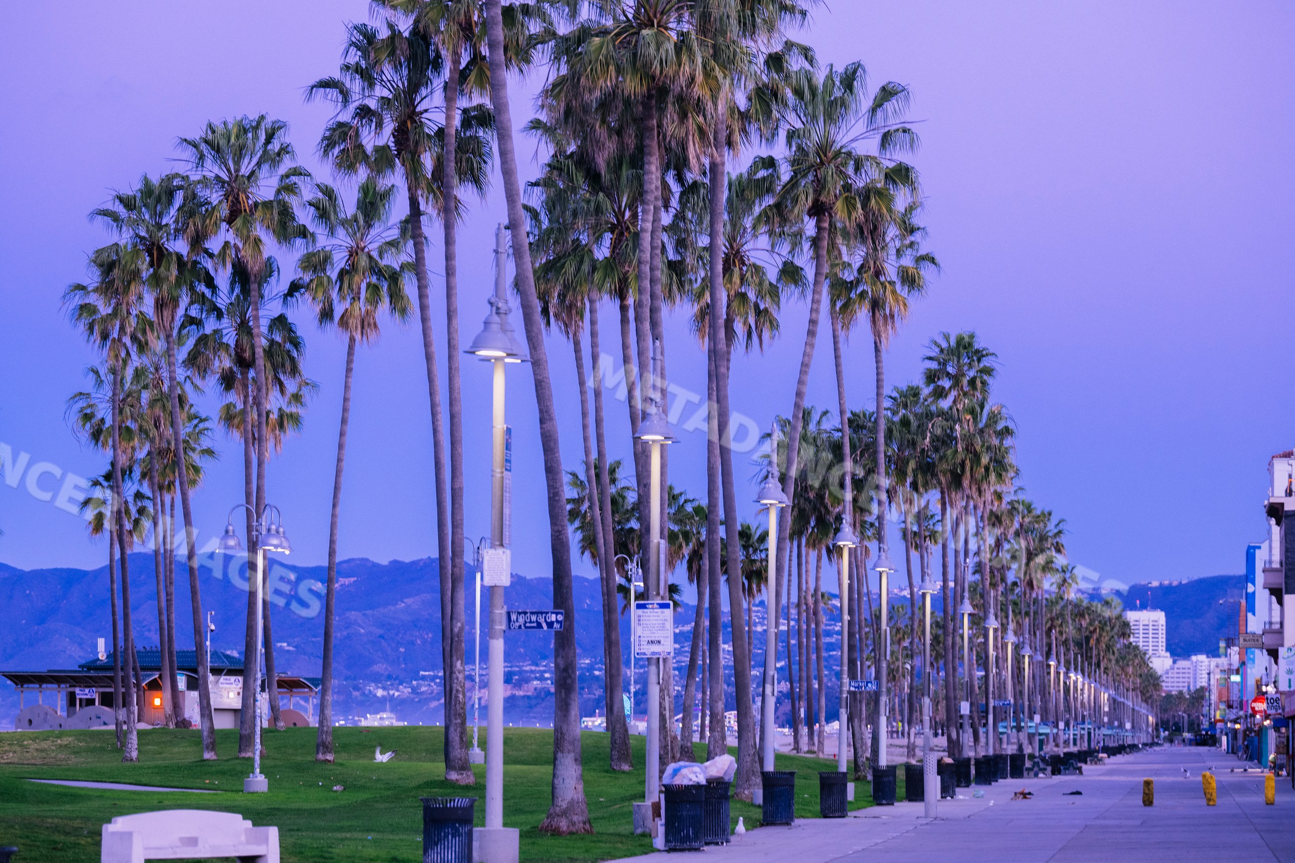Palm trees lining sidewalk at Venice Beach park at dusk