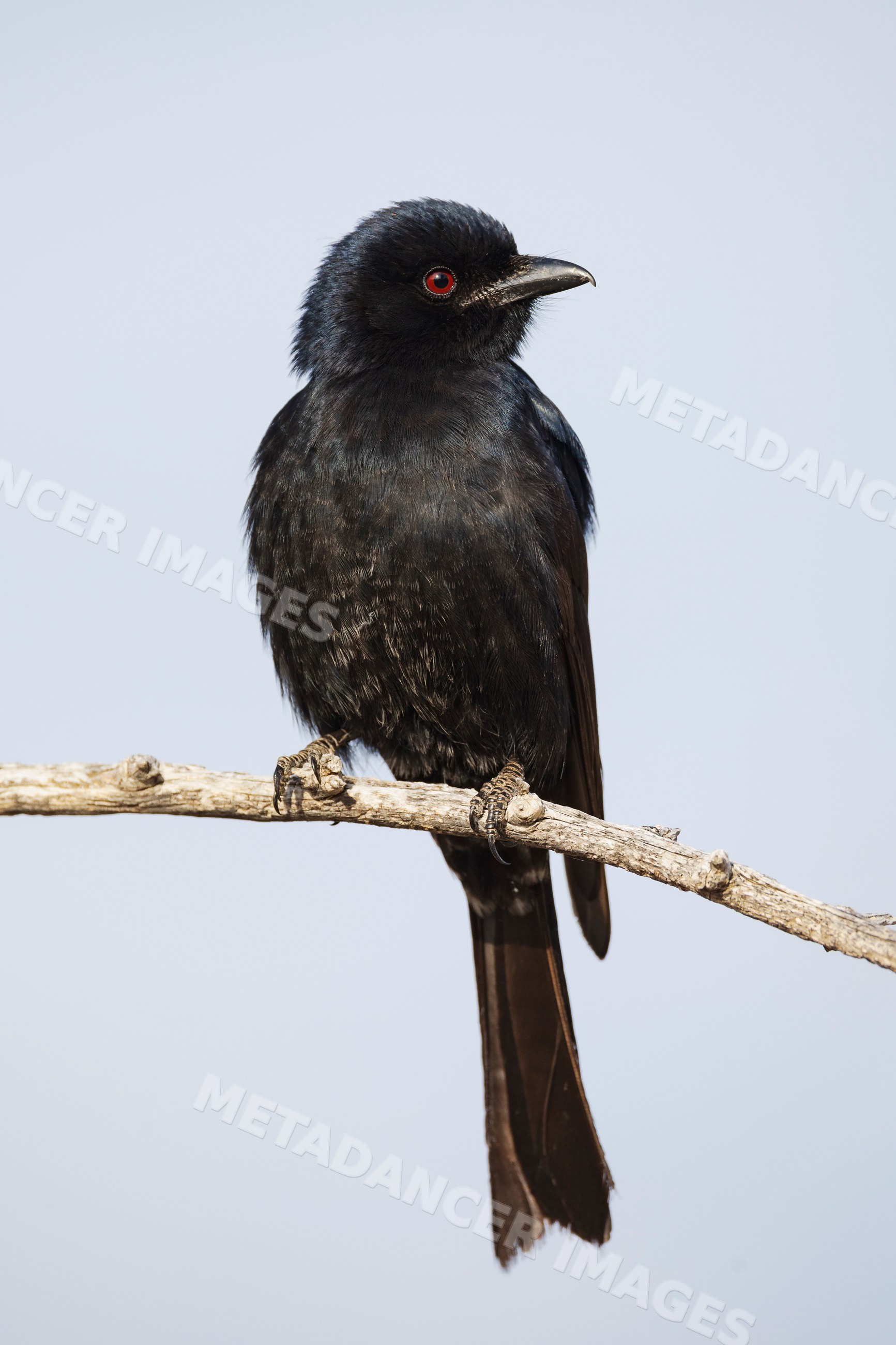 Fork-tailed drongo perched in Kalahari Desert, South Africa