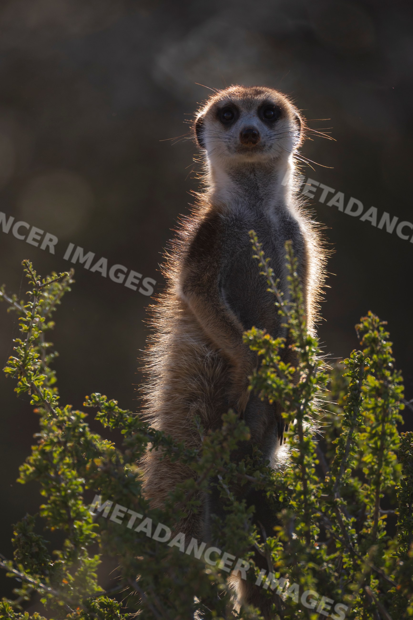 Meerkat sentry standing alert in Kalahari Desert bushes