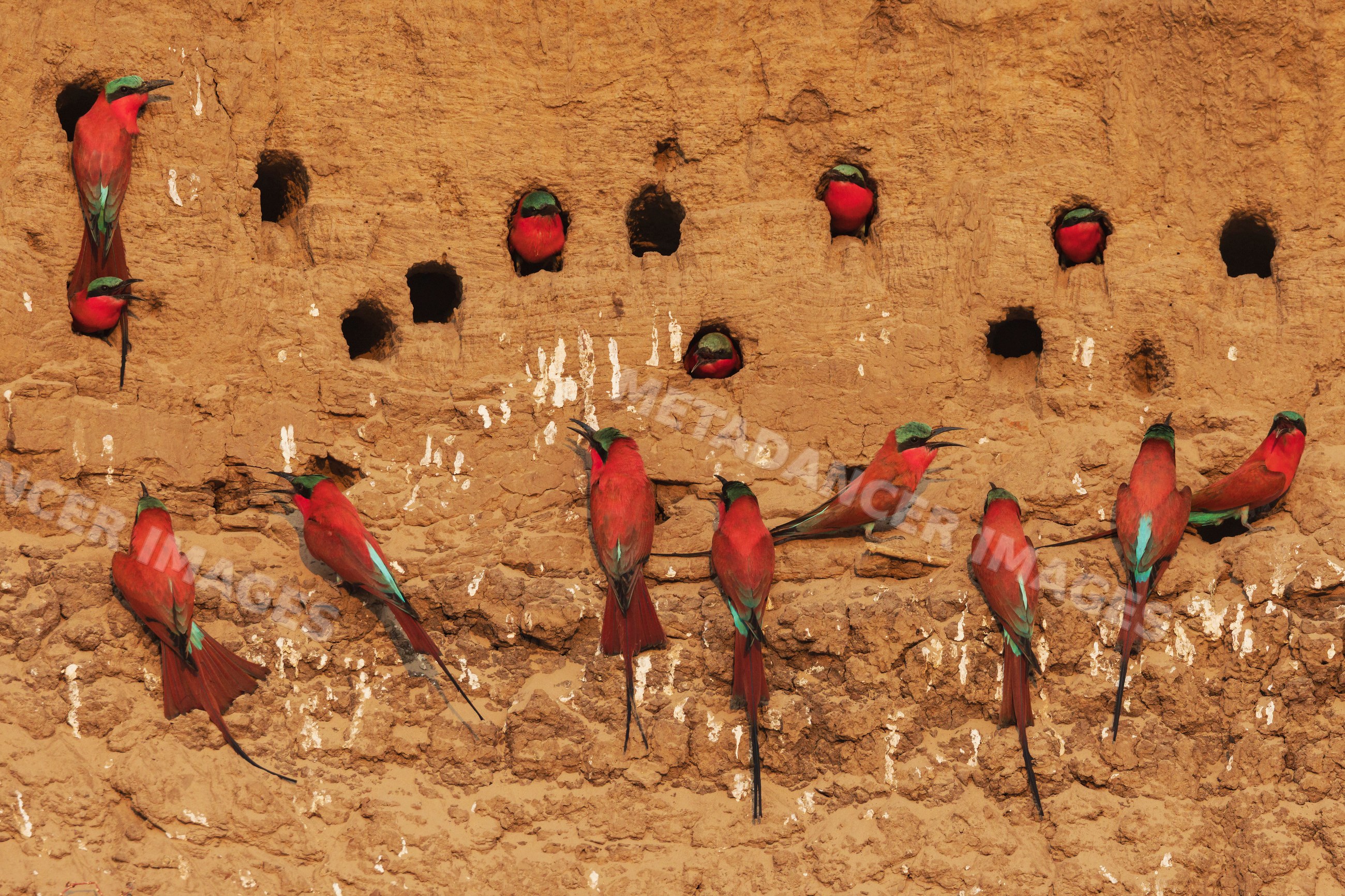Carmine bee-eaters nesting in mud wall holes in South Luangwa national