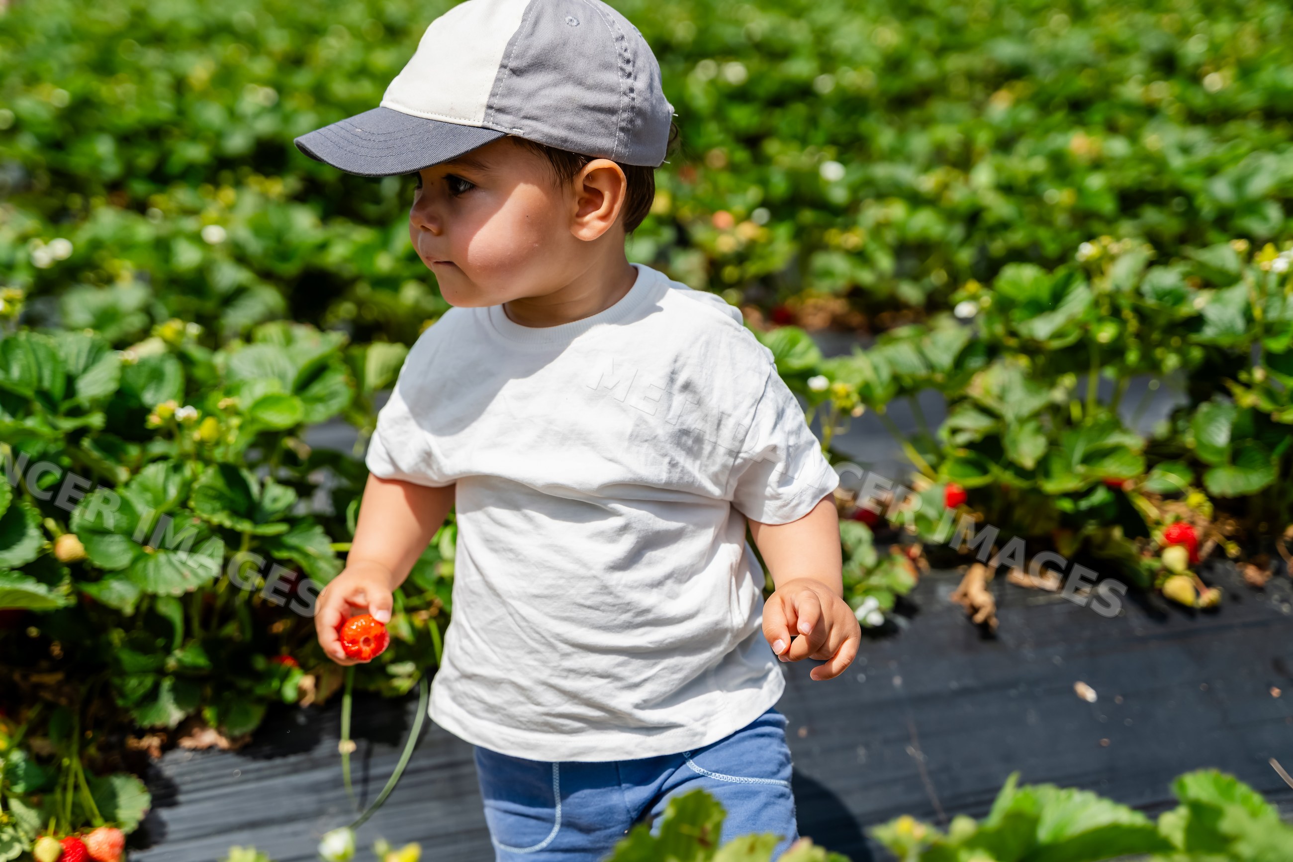 White child holding freshly picked strawberry