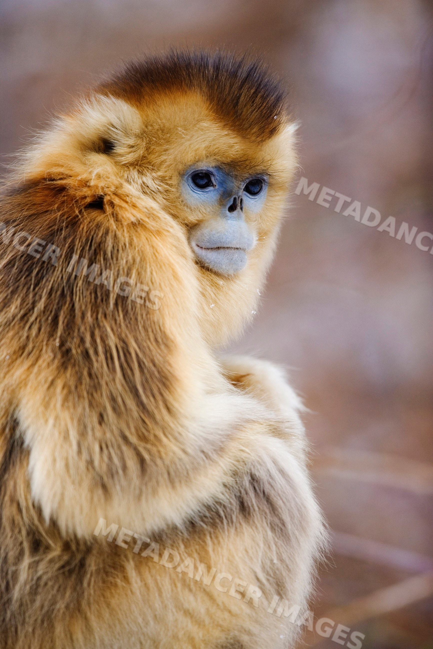 Golden monkey close-up portrait china