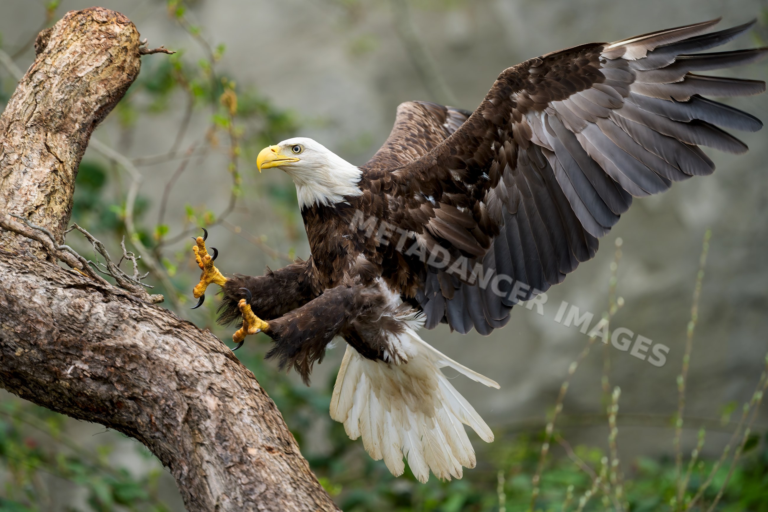 Bald eagle landing on tree branch with wings spread
