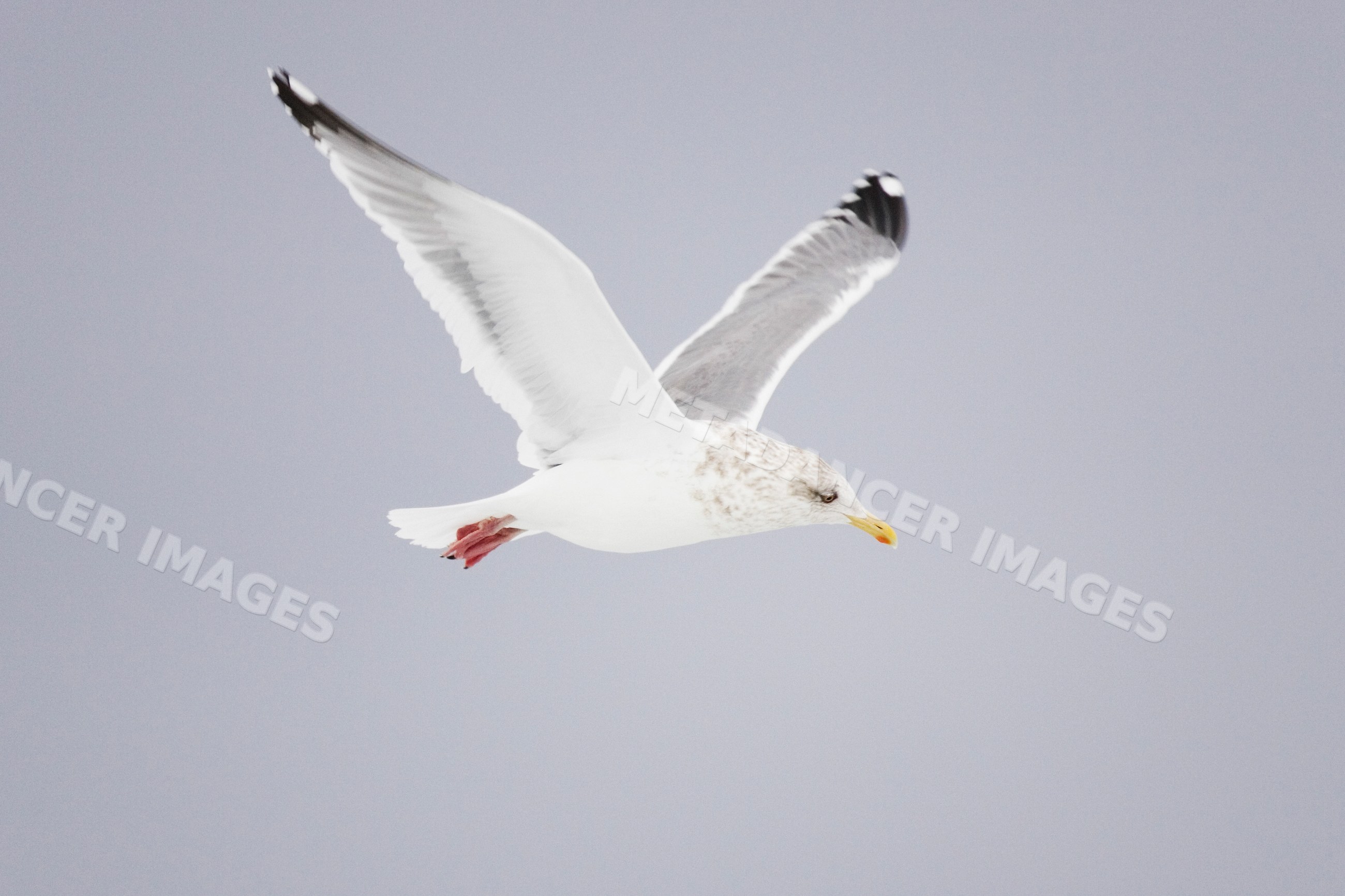 Gull in flight over hokkaido sky in winter