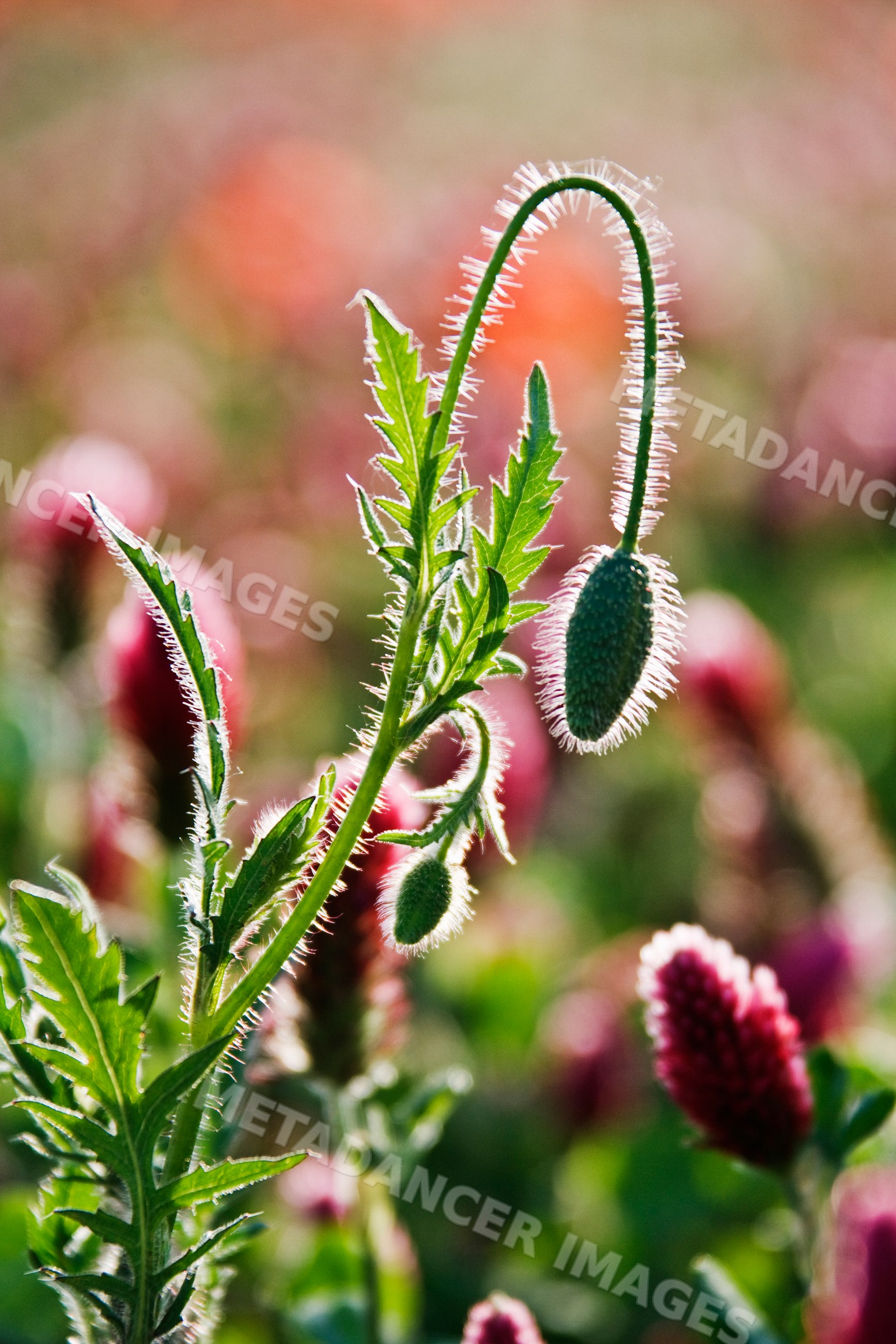Flower bud with green leaves italy