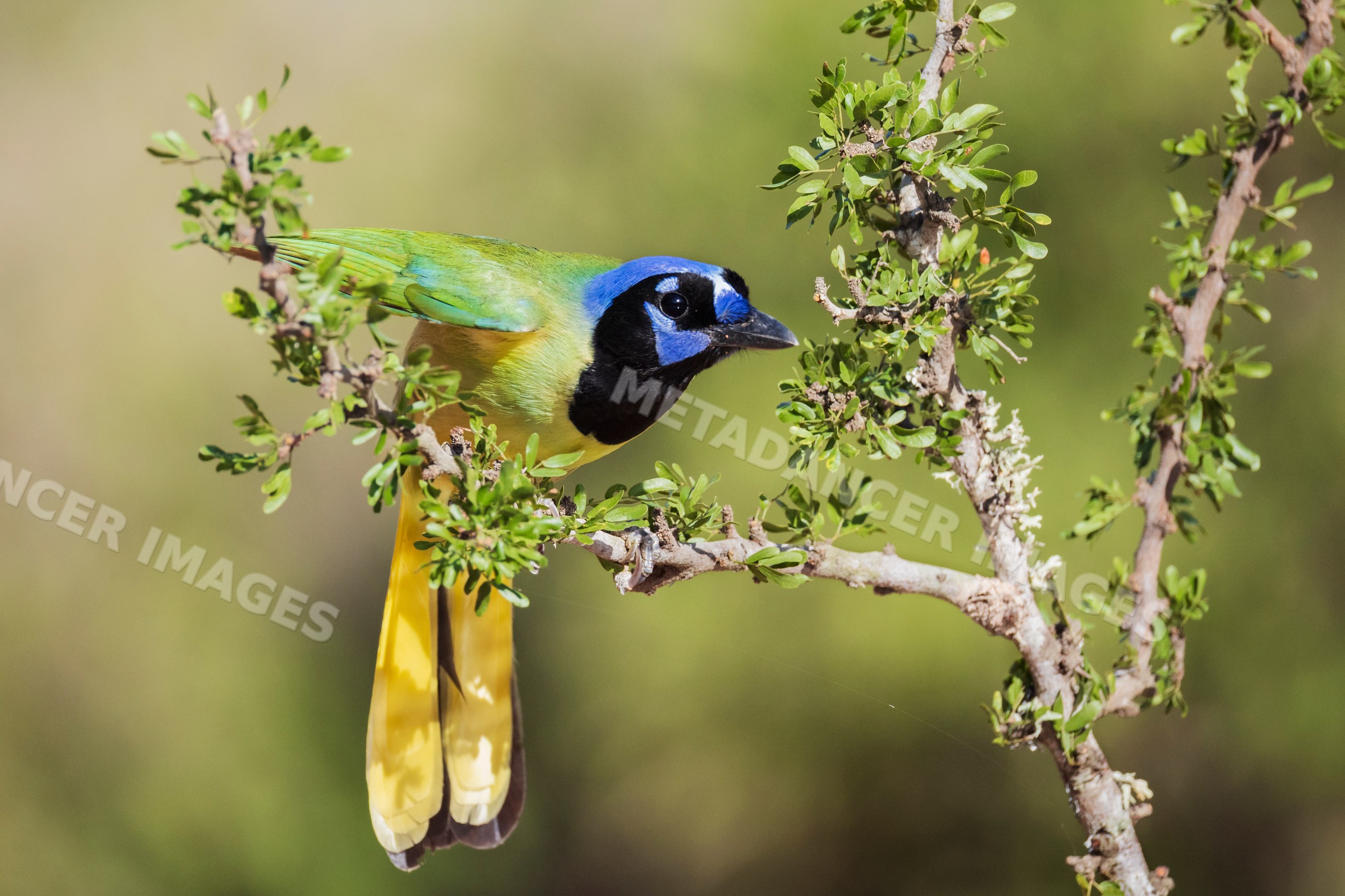 Green jay perched on branch at santa clara Ranch