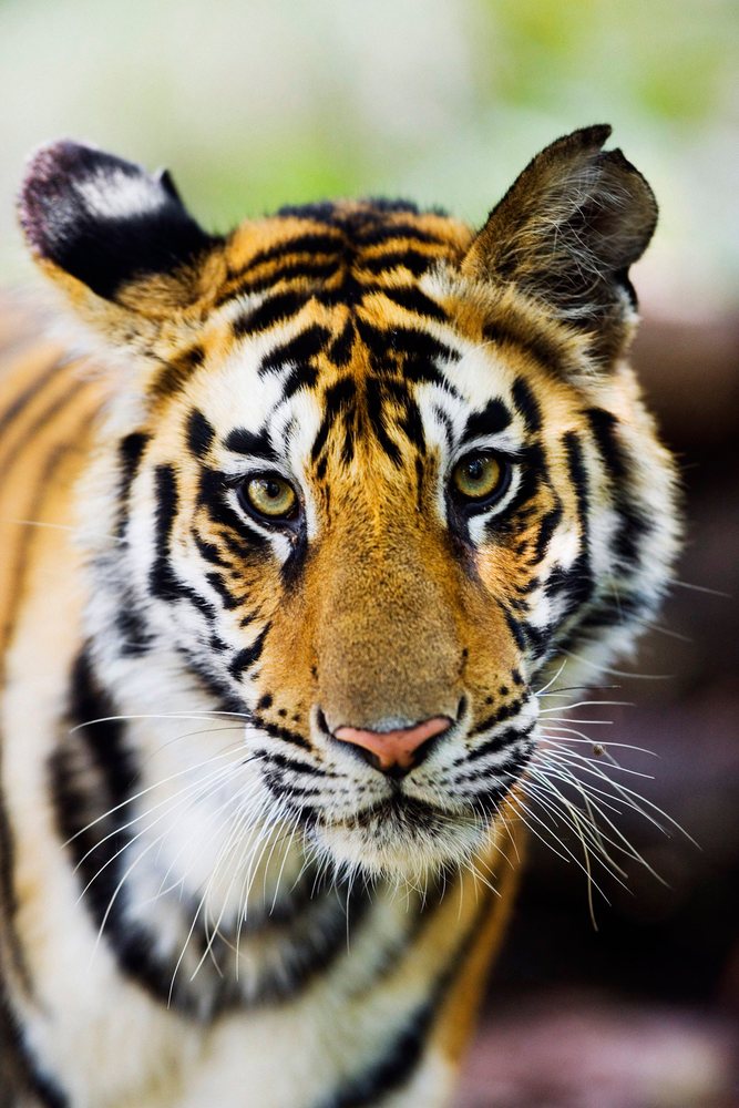 Close-up portrait of a tiger in natural environment