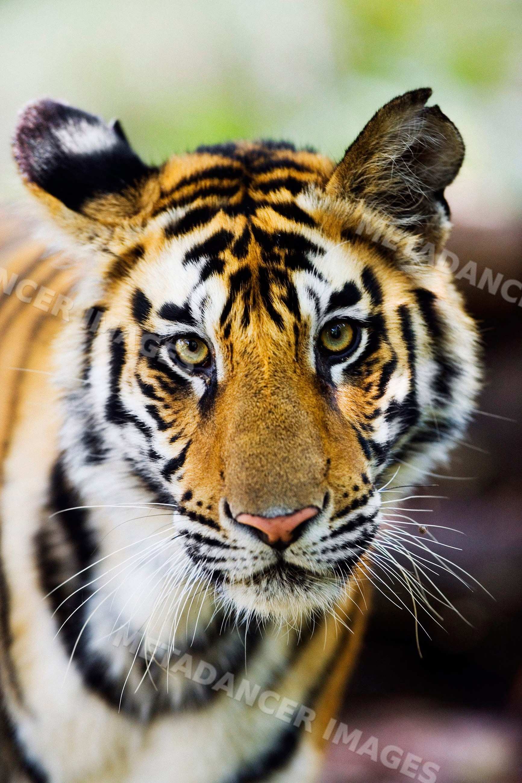 Close-up portrait of a tiger in natural environment